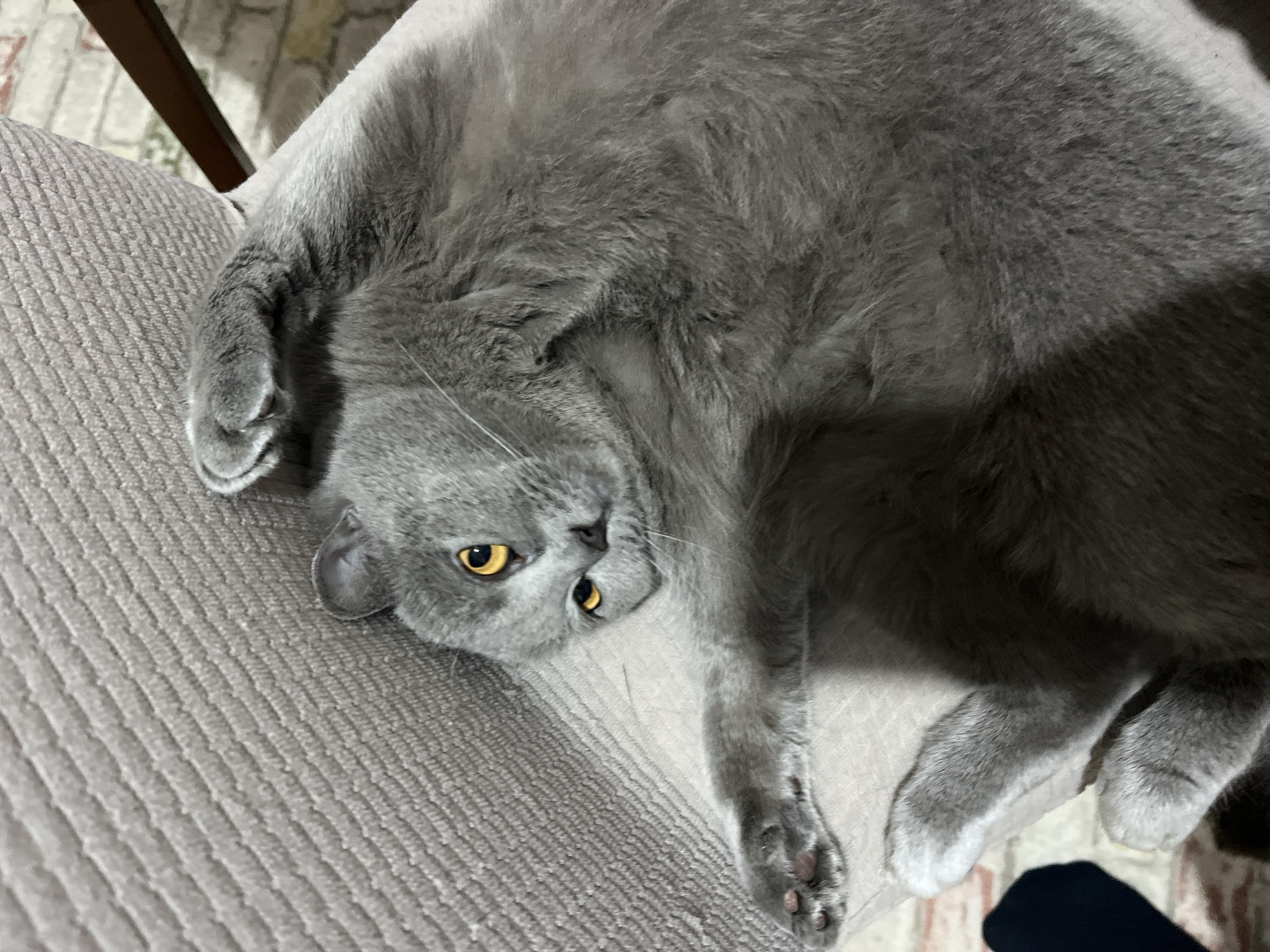 A gray cat with golden eyes lies on a gray fabric surface. The cat is positioned diagonally in the frame, with its head near the bottom left corner and its body extending upwards and to the right. One paw is curled near its face, while the other extends down towards the bottom right of the frame. A dark shadow covers part of the cat's body on the right side. The background is a blurry mix of brick-like patterns and a wooden chair leg. The photo was likely taken in Alanya, Turkey.