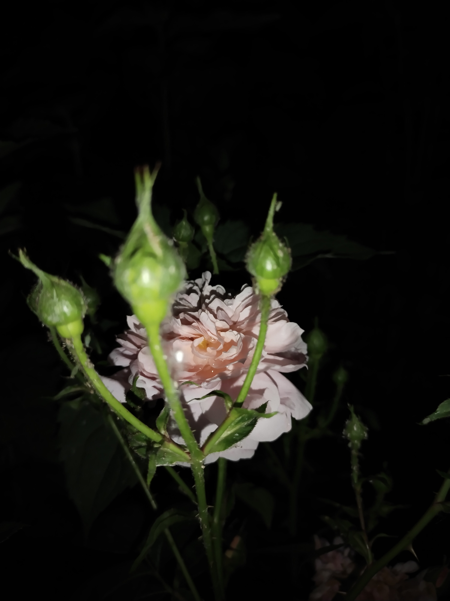 A nighttime photograph captures a segment of a rose bush in Horishni Plavni, Ukraine, illuminated by direct flash. The central subject is a pale pink, fully bloomed rose, positioned slightly right of center, displaying numerous small water droplets on its petals. Surrounding the open rose are multiple green rosebuds in various stages of development. The two most prominent buds in the immediate foreground are sharply in focus and exhibit clusters of small, light-colored insects, consistent with aphids, clinging to their stems and sepals. The green stems supporting the buds and the open rose are thorny and also bear fine water droplets. Foliage is present but largely obscured by deep shadow, contributing to an almost entirely black background. No human figures or other distinct objects are visible within the frame.