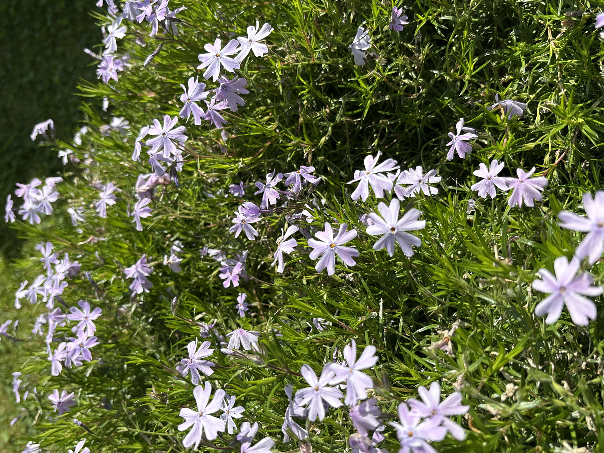 The image shows a patch of blooming creeping phlox in bright sunlight. The flowers are a pale lavender color with five petals, scattered among thin, green foliage. A small section of green lawn is visible in the upper left corner.