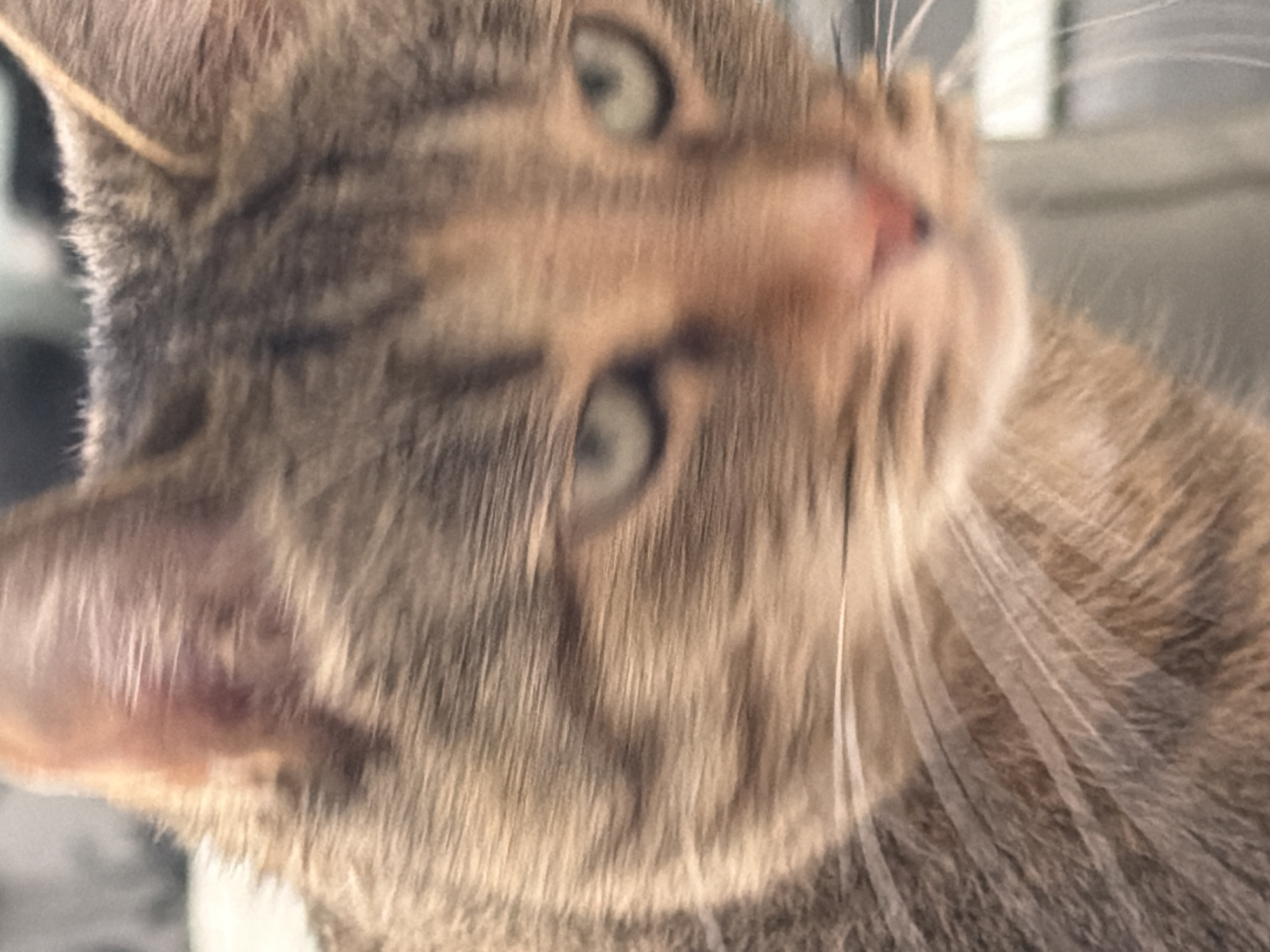 A close-up, unfocused photograph shows the face of a tabby cat. The cat's fur is a mix of brown and gray stripes. Its eyes are wide open and a light green color. The cat's nose is pink, and its whiskers are long and white. The background is blurred, but appears to be indoors with soft lighting.