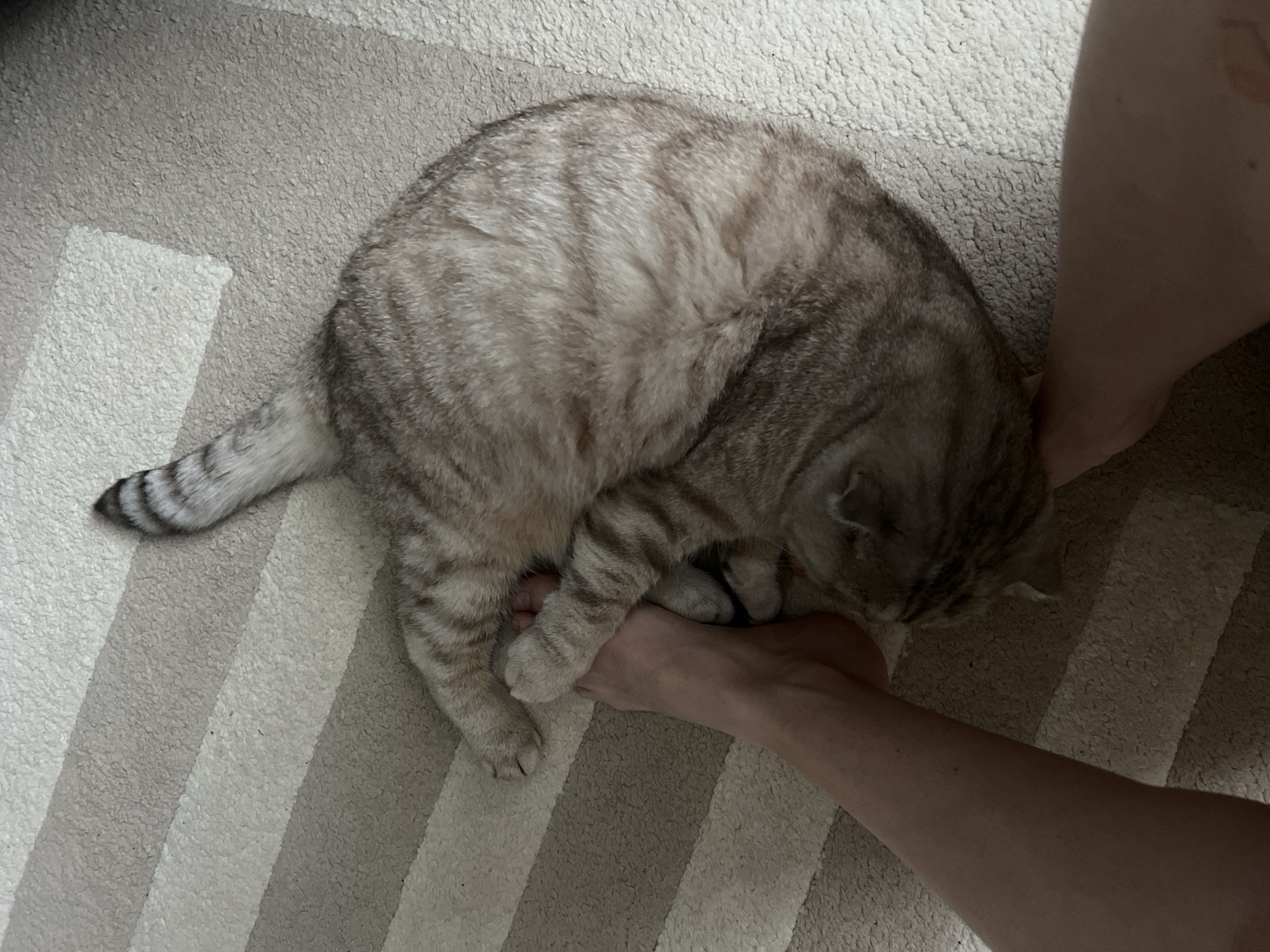 A domestic cat, predominantly gray with tabby markings, rests on a striped rug next to a person's legs and feet. The location cannot be determined as being in Chaikovsky, Russia, based on the visual data provided.