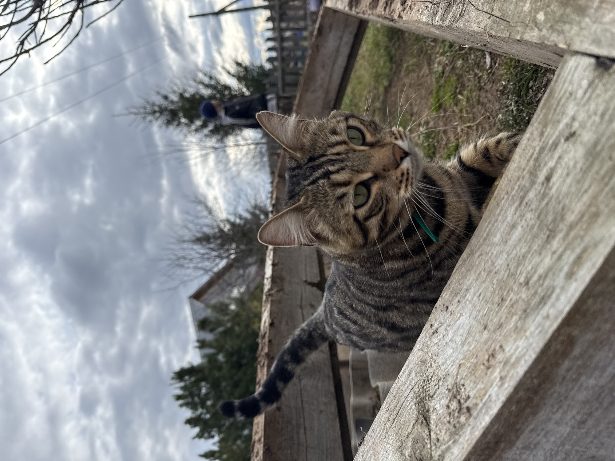 The image features a curious tabby cat peering over a rustic wooden structure, likely a fence, in an outdoor setting in Дойная, Russia. The cat, with striking green eyes and a thin green collar, is the primary subject, looking upwards and slightly to the left with an alert and inquisitive expression. Its brown and black striped fur is clearly visible.
In the blurred background, under a cloudy sky, various elements suggest a rural or suburban environment. Bare tree branches are visible in the upper left quadrant, and several evergreen trees are scattered across the mid-ground. A distant, out-of-focus human figure wearing a blue cap and dark clothing can be seen near the center-right of the frame. A building structure is also faintly visible in the distance. The wooden planks in the foreground are weathered, showing visible grain and texture. The scene depicts a daytime moment under an overcast sky, hinting at a cool or temperate climate. There is no visible text.
