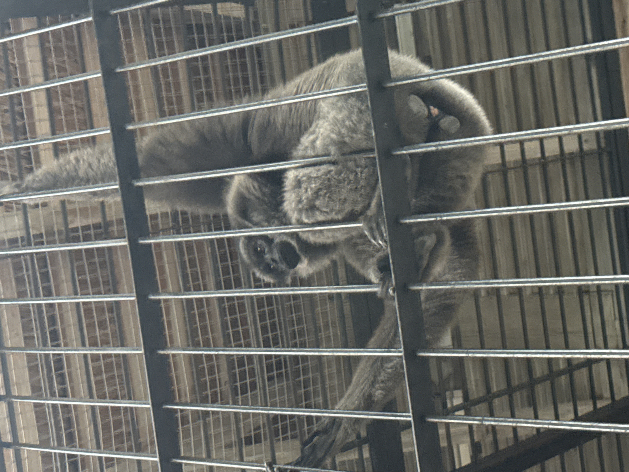 A gibbon is hanging inside a cage. The gibbon is mostly grey with darker fur around its face and chest. It has long arms and legs, and a long tail. The gibbon's face is visible, with dark eyes and a small mouth. The gibbon is hanging from a branch, and its body is curved. The cage is made of metal bars, and the background is a series of wooden planks. The scene is dimly lit, and the image is slightly blurry. The location of the image is stated as Yalta, Ukraine, though no specific landmarks or context are provided to confirm this.