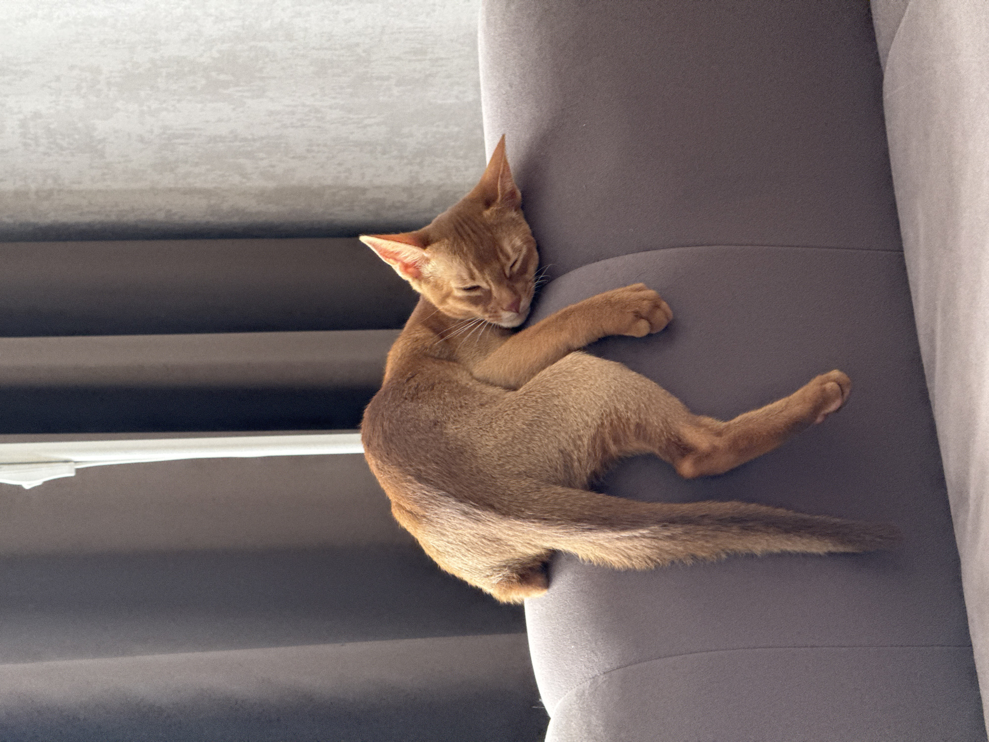 An Abyssinian cat is sleeping on its side, draped over the back of a grey sofa. The cat is a ginger color with its eyes closed and its head resting on the sofa. Its body is stretched out along the curve of the sofa back, with its tail hanging down the side. The background consists of dark grey curtains and a lighter textured wall. There are no people visible in the image, and the setting appears to be an indoor living space. The location in Stary Oskol, Russia cannot be determined from the image alone.