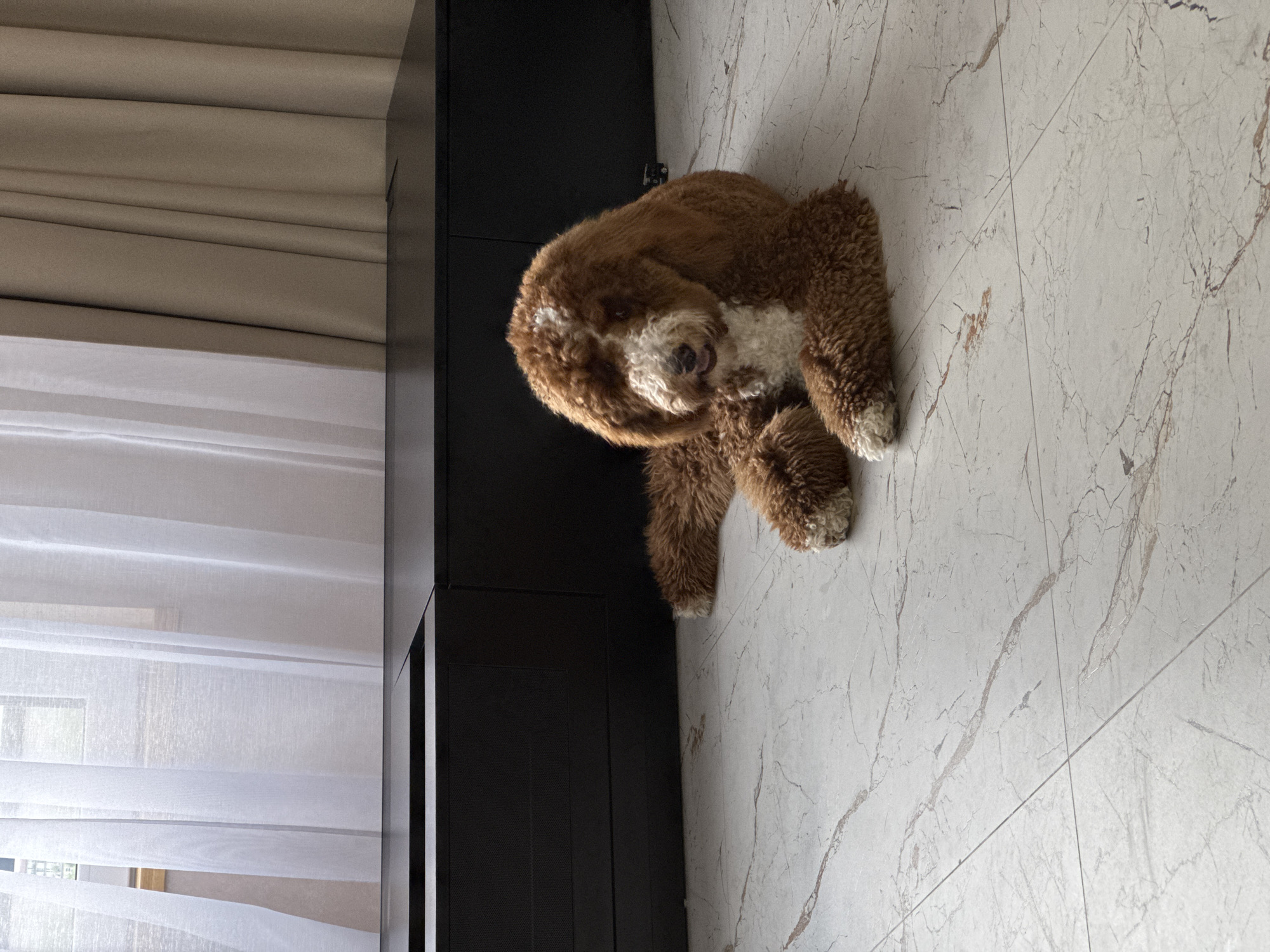 The scene is situated in the city of Kaliningrad, Russia. A reddish-brown and white Goldendoodle or Labradoodle dog is resting on a light-colored tiled floor with prominent reddish-brown and grey veining, mimicking marble. The dog is positioned towards the center-right of the frame, lying with its body extended forward, and its head slightly elevated, looking towards the left with its mouth slightly ajar. Its fur is curly and dense, featuring a white chest, paws, and a distinct white stripe running down its forehead. Behind the dog, a modern, low-profile black modular cabinet or media console spans the entire width of the background. Some sections of the cabinet display a subtly textured, perforated surface. Above the cabinet, the background transitions to a combination of sheer white curtains on the left, revealing diffused light from a window behind, and opaque beige curtains on the right, hanging in vertical folds. The room is illuminated by soft, natural light entering from the left.