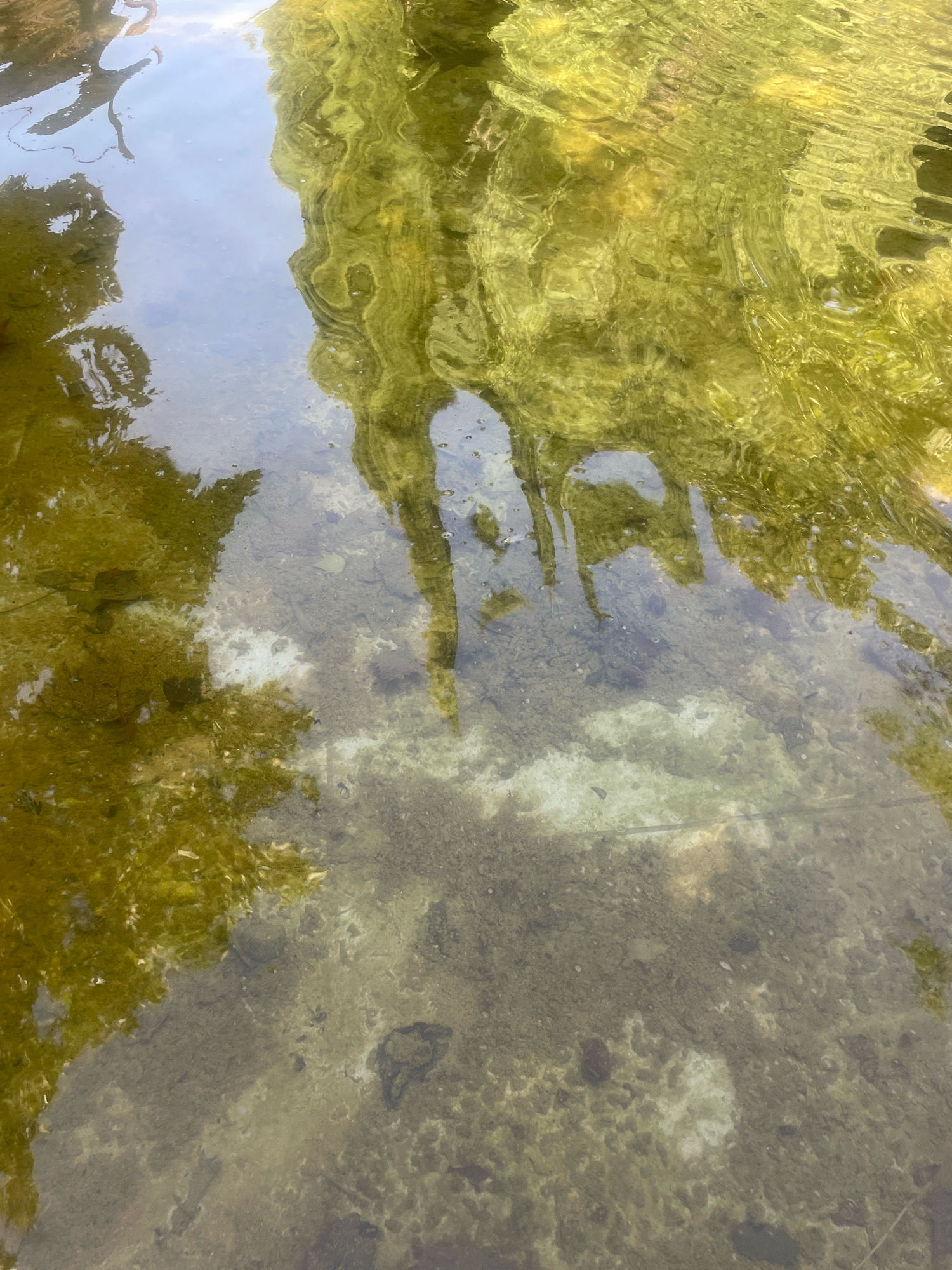 The image shows a close-up, top-down view of shallow, clear water with a pebble and sand bottom. The water is reflecting the surrounding environment, which appears to be vegetation and possibly tree branches, casting distorted green and brown shapes onto the surface. The bottom is visible through the water, showing a mix of light-colored pebbles, darker sand, and some patches of what may be algae or sediment. There are no people or obvious man-made objects visible in the frame. The scene is consistent with a natural body of water, such as a stream or pond, which could be located within the natural or park areas of Atarfe, Spain.