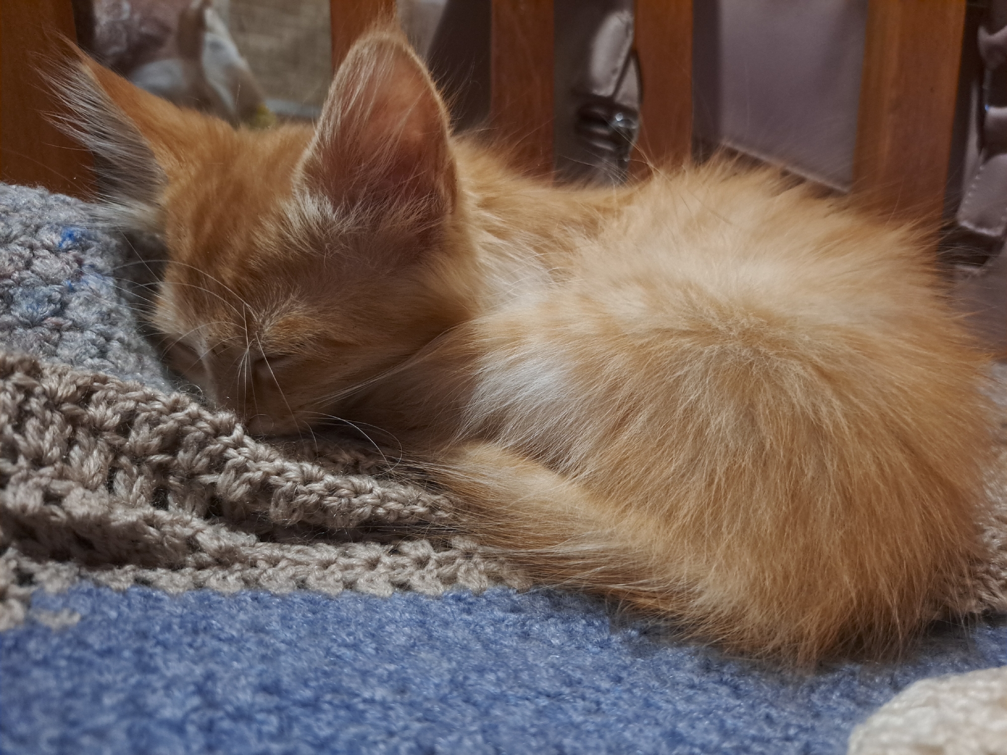 A ginger kitten sleeps curled on a blue and grey knitted blanket. The kitten's eyes are closed, and its fur is light orange and fluffy. The background is blurred, showing wooden slats and a hint of a bag. The image appears to have been taken indoors, likely in a residential setting within Vypasne, Ukraine.