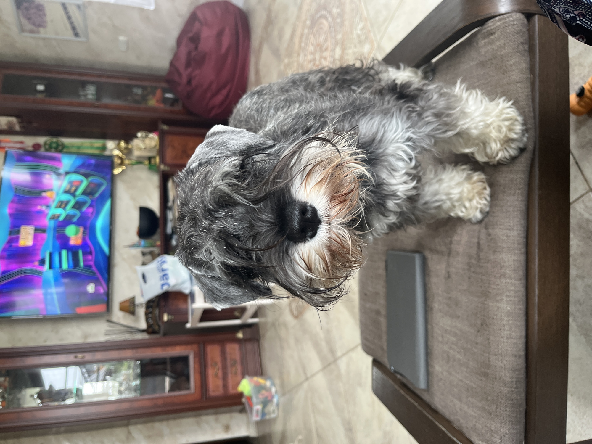 A Schnauzer dog with a shaggy grey and white coat is sitting on a brown upholstered chair in a room. The dog's face is partially obscured by its fur. In the background, a large television screen displays a colorful abstract image. To the left of the television is a tall, wooden display cabinet with glass doors. To the right, a dark red beanbag chair is visible. The floor is tiled with a patterned design. On the chair, to the left of the dog, a dark rectangular object, possibly a tablet, is placed. The room appears to be a living area. The image is likely taken in Vladimirovka, Russia.