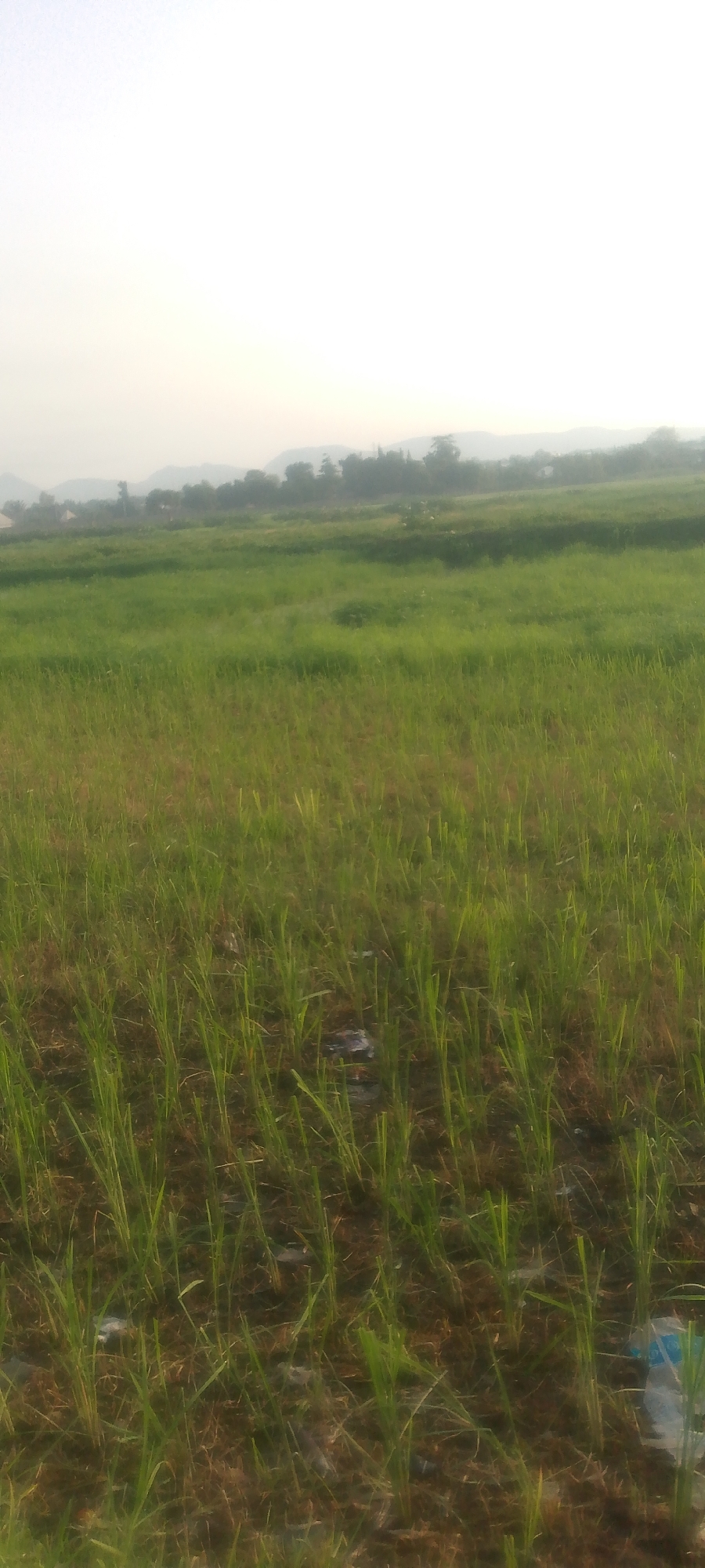 The image depicts a wide expanse of overgrown grass and vegetation, possibly a field or meadow, with a hazy, light-colored sky dominating the upper portion. In the background, a gentle slope of hills covered in trees and sparse structures can be observed, suggesting a rural or semi-rural setting. The foreground is filled with green shoots of grass and some dry, brown vegetation, indicating a natural or uncultivated area. There are no visible people or animals in the image, and the overall impression is one of natural landscape. The image does not contain enough information to determine the specific location within Jalingo, Nigeria.