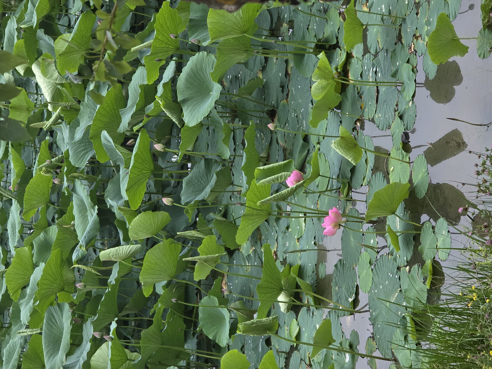 This media file depicts a serene pond filled with lush green lotus leaves and several pink lotus flowers in various stages of bloom. The leaves are large and round, with some showing water droplets on their surface, indicating recent rain or dew. The lotus flowers are a vibrant pink, with some fully open and others still in bud. The water is calm, reflecting the surrounding greenery and the sky, though the sky's color is not clearly discernible.
The scene is natural and tranquil, suggesting a peaceful setting, possibly a botanical garden or a natural pond. The lighting appears to be soft, hinting at either early morning or late afternoon, a time often associated with calm weather and gentle light. The presence of the lotus plants suggests a warm-weather environment, likely during spring or summer. The image is oriented vertically, with the water and reflections appearing at the top and the dense foliage filling the rest of the frame. In the lower right corner, there is a patch of tall green grass and some small yellow and pink wildflowers, adding a touch of variety to the scene. There are no people or man-made objects clearly visible, emphasizing the natural beauty of the location. The overall impression is one of natural beauty and tranquility.