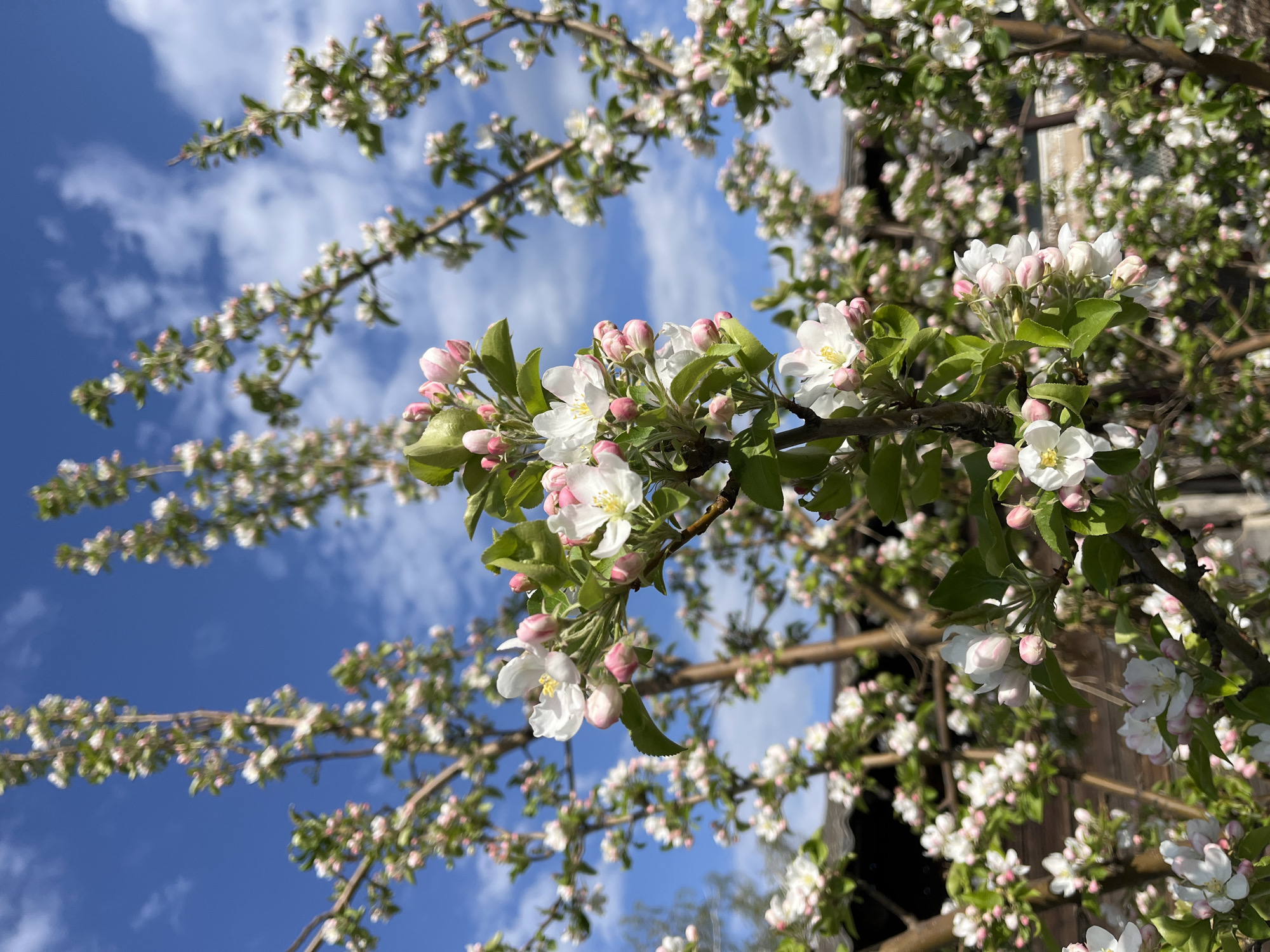 The image shows a blooming apple tree against a blue sky with scattered clouds. The blossoms are white with pink tinges, some still in bud form. Green leaves are interspersed with the flowers. In the background, a section of a weathered wooden structure, possibly a building, is visible. The location is Зыково, Russia.