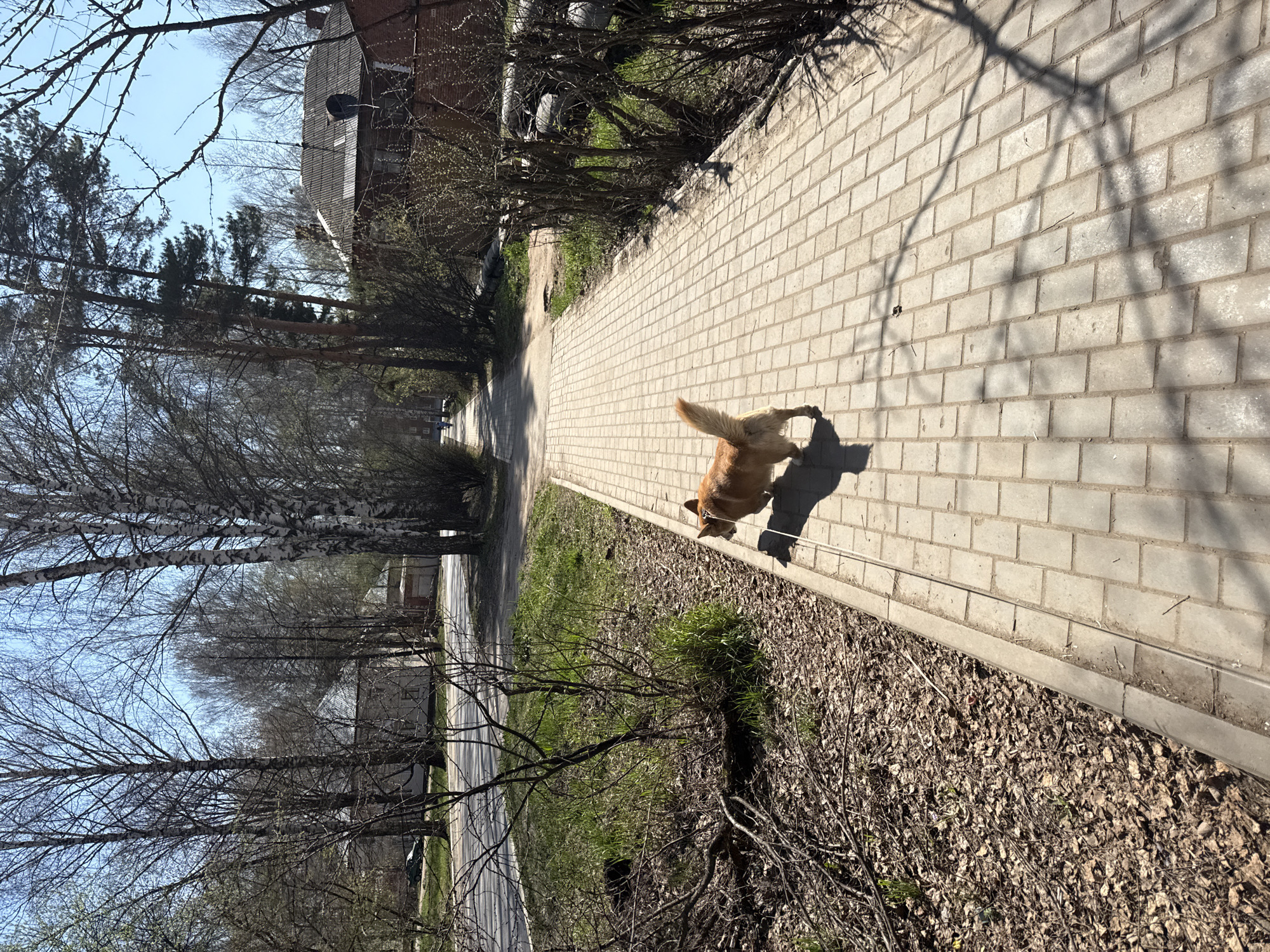 A dog walks along a brick sidewalk adjacent to a tree-lined street in what appears to be a residential area of Votkinsk, Russia. The dog casts a shadow on the sidewalk in the bright sunlight. To the side of the sidewalk is an area with bare bushes and fallen leaves. Buildings are visible in the background beyond the trees.