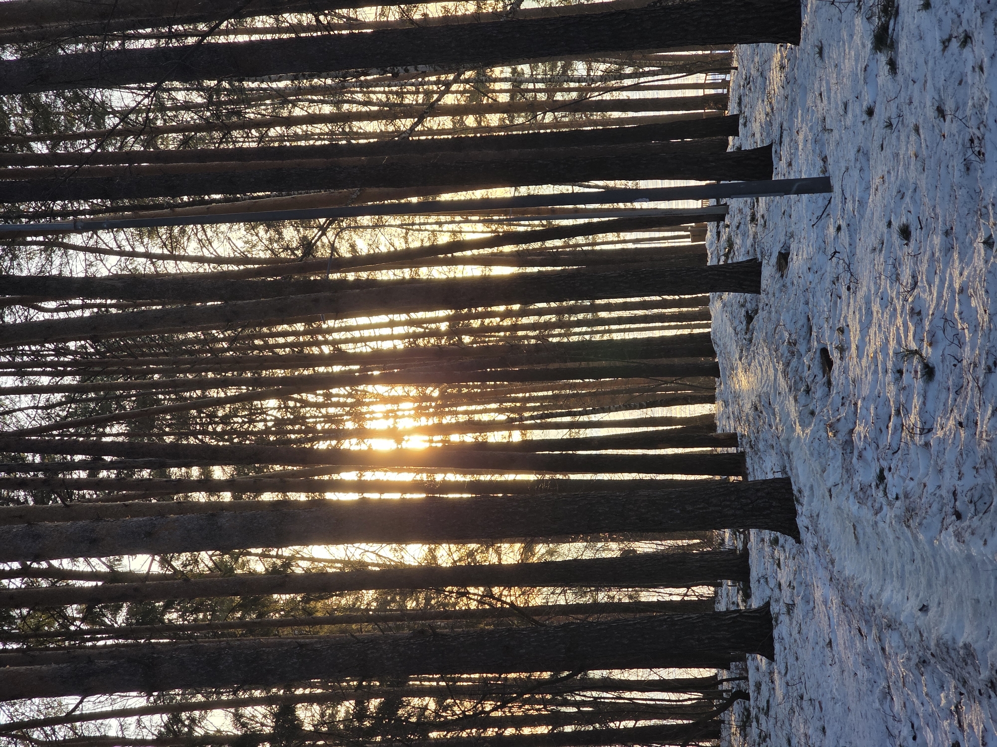 The image shows a winter forest scene, likely in Chaikovsky, Russia, given the prompt. The photo is taken from a low angle, looking upwards through the trunks of closely packed trees towards the sun. The setting sun casts a warm, golden light filtering through the branches and trunks, creating a stark contrast between the dark tree silhouettes and the bright sky. The forest floor is covered in snow, with textured patterns suggesting recent snowfall or melting and refreezing. An unidentified gray metallic object is visible spanning across the trees. There are no people or animals visible in the image.
