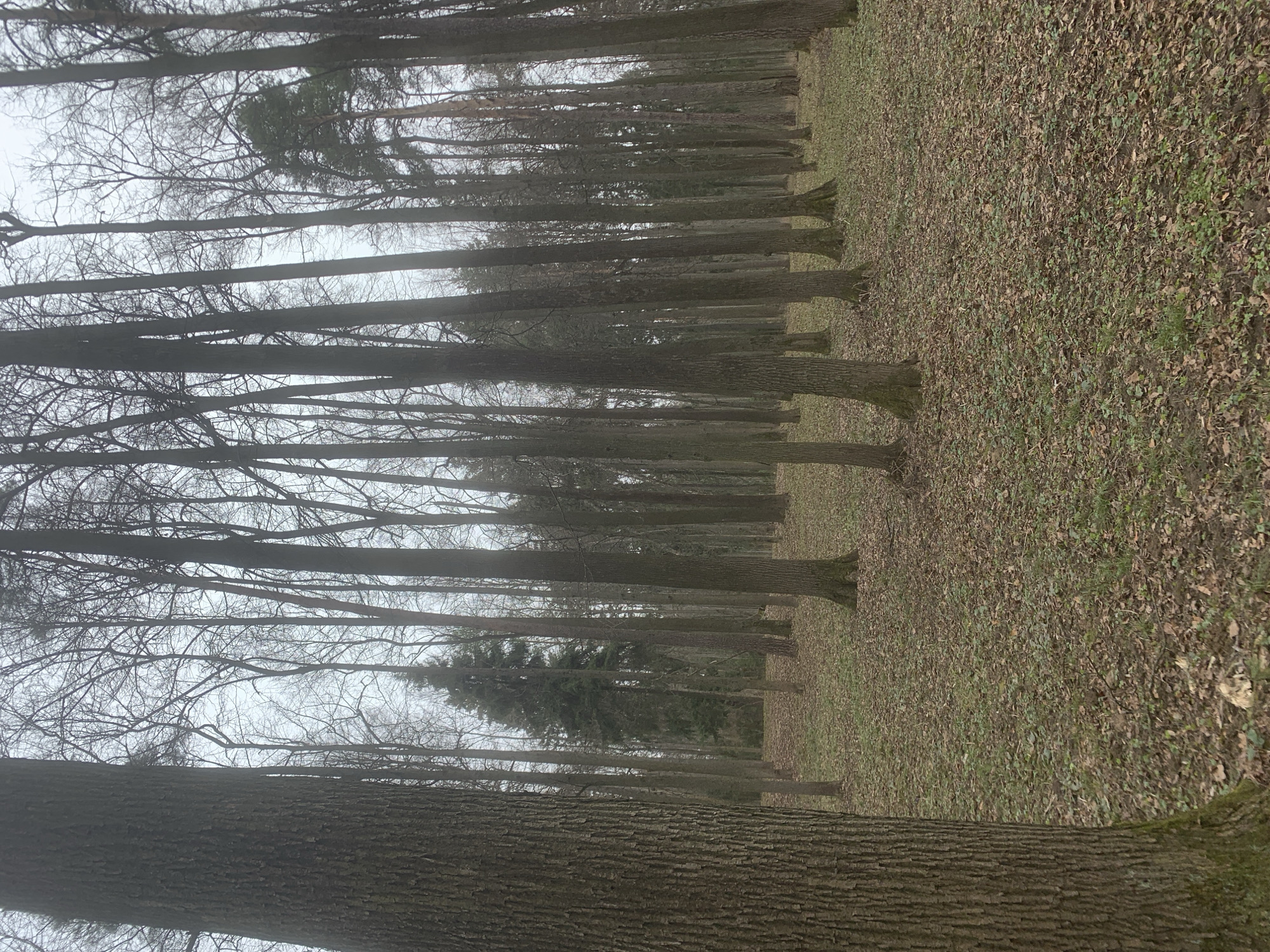 The image depicts a line of deciduous trees in Arkhangel'skoe, Russia. The trees are mostly bare, suggesting it is late autumn or winter. The ground is covered in fallen leaves and some sparse patches of green vegetation. The sky is overcast, creating a muted light. The image is shot at ground level, looking down a path formed by the trees. There are no visible people or animals in the scene. The dominant element is the repetition of tree trunks and branches receding into the distance.