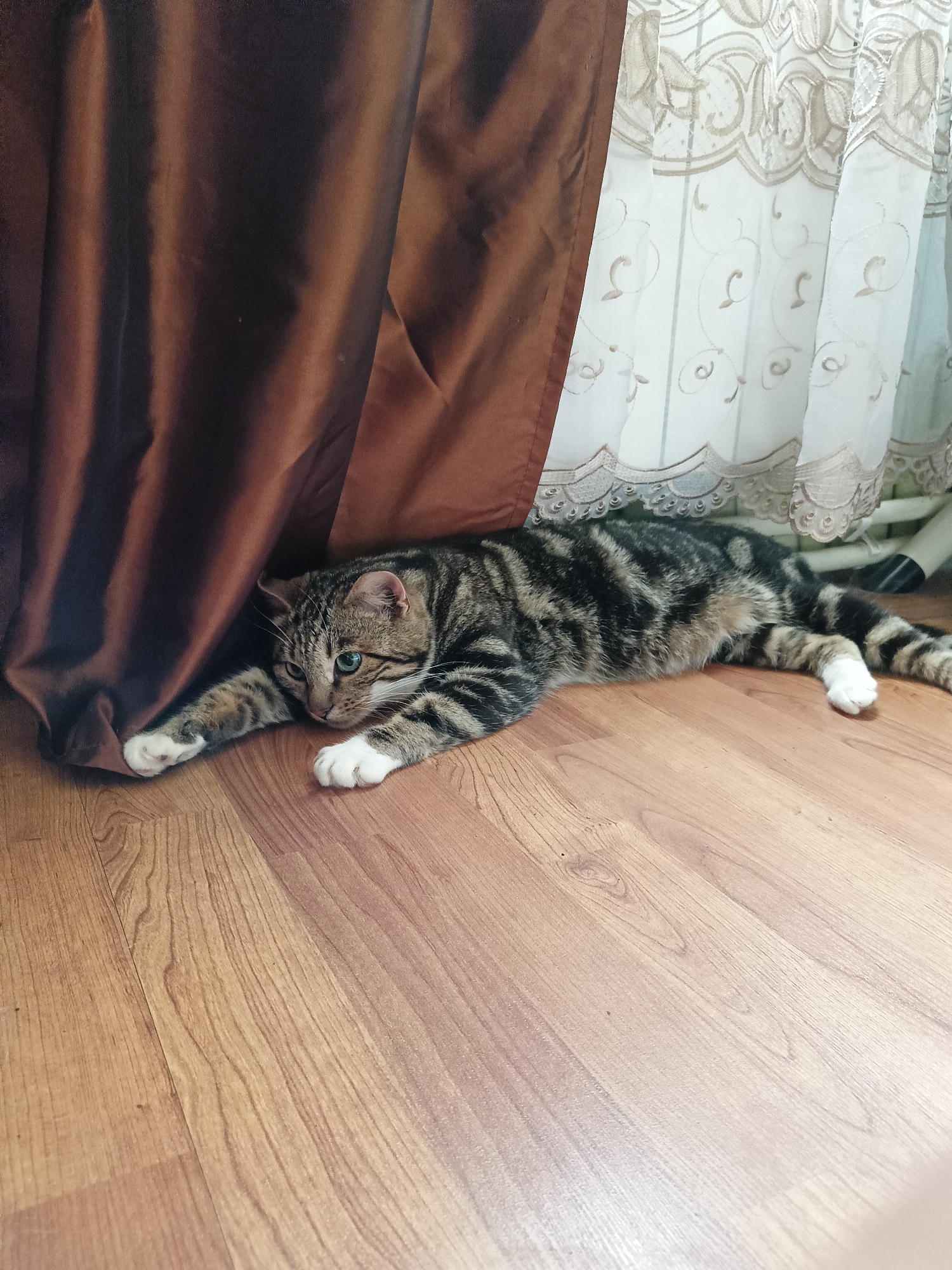 A tabby cat is lying on its side on a wooden floor. The cat is mostly grey and black with white paws. It is looking to its left with green eyes. The cat is partially hidden by a dark brown curtain on the left side of the image. To the right of the curtain, there is a sheer white curtain with an embroidered pattern. The floor is made of light brown wood planks with a visible grain. The overall lighting suggests an indoor setting, likely a room. The location is identified as Lagovskoe, Russia.