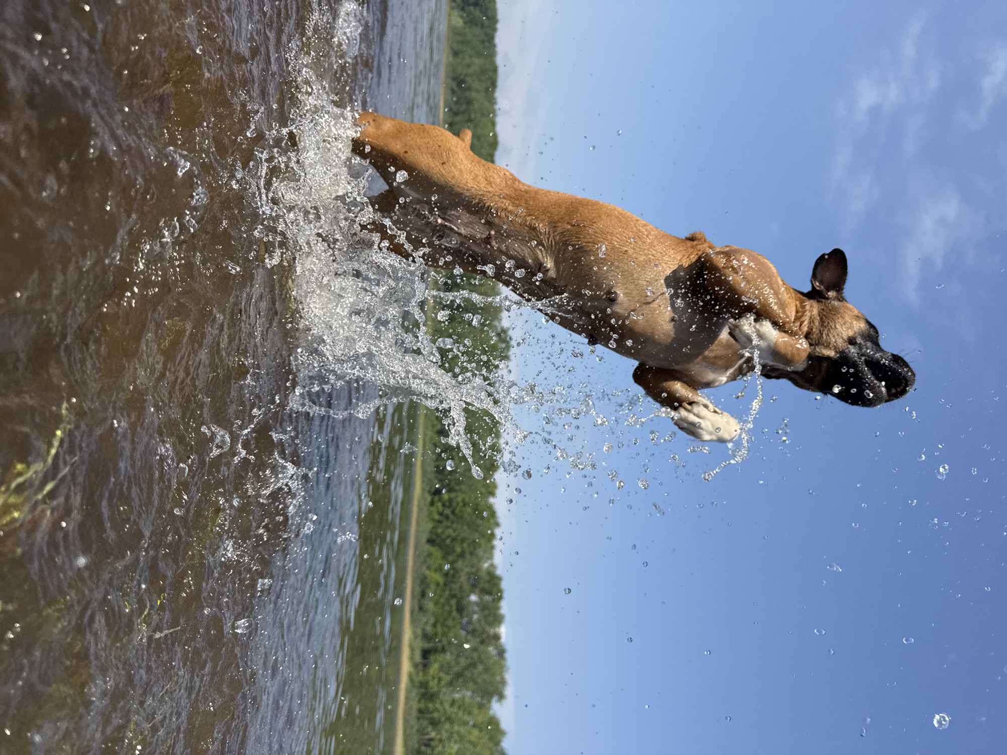A tan and black boxer dog is captured mid-air, leaping out of the water with its mouth open. Water sprays in a wide arc around the dog, catching the sunlight. The dog is positioned in the lower half of the frame, with its hindquarters mostly submerged and its front legs extended upwards. Behind the dog, the body of water transitions into a distant treeline, with lush green foliage under a clear blue sky. The water is murky brown with visible ripples and splashes. The scene appears to be a natural body of water, likely a lake or river, given the presence of trees on the horizon. The location is identified as Chaikovsky, Russia.