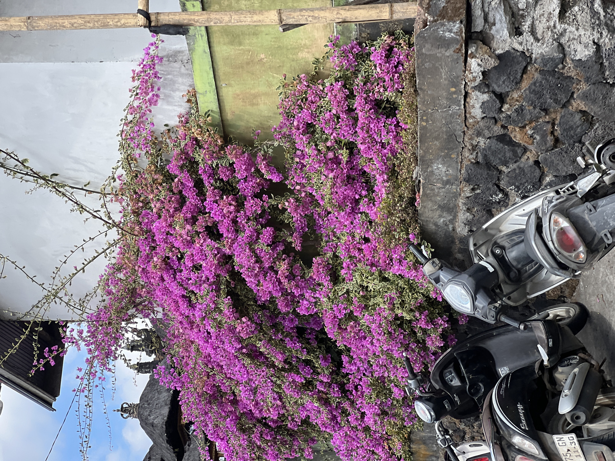 In Kintamani, Indonesia, a vibrant wall of pink bougainvillea flowers spills over a stone wall, obscuring several parked scooters. The wall is constructed of rough, dark volcanic stones and topped with a thick concrete ledge. Behind the flowers, a building with a white stucco facade and a weathered green wooden trim is visible. The roofline of a traditional Balinese structure with dark, thatched roofing and ornate detailing can be seen in the upper left corner, beneath a bright blue sky dotted with a few clouds. A bamboo pole, bound with dark tape, stands vertically on the right side of the frame, adjacent to the building. The scooters, including a black Scoopy and a silver model, are parked closely together, their handlebars and mirrors visible amongst the dense foliage. The ground beneath the scooters appears to be paved.