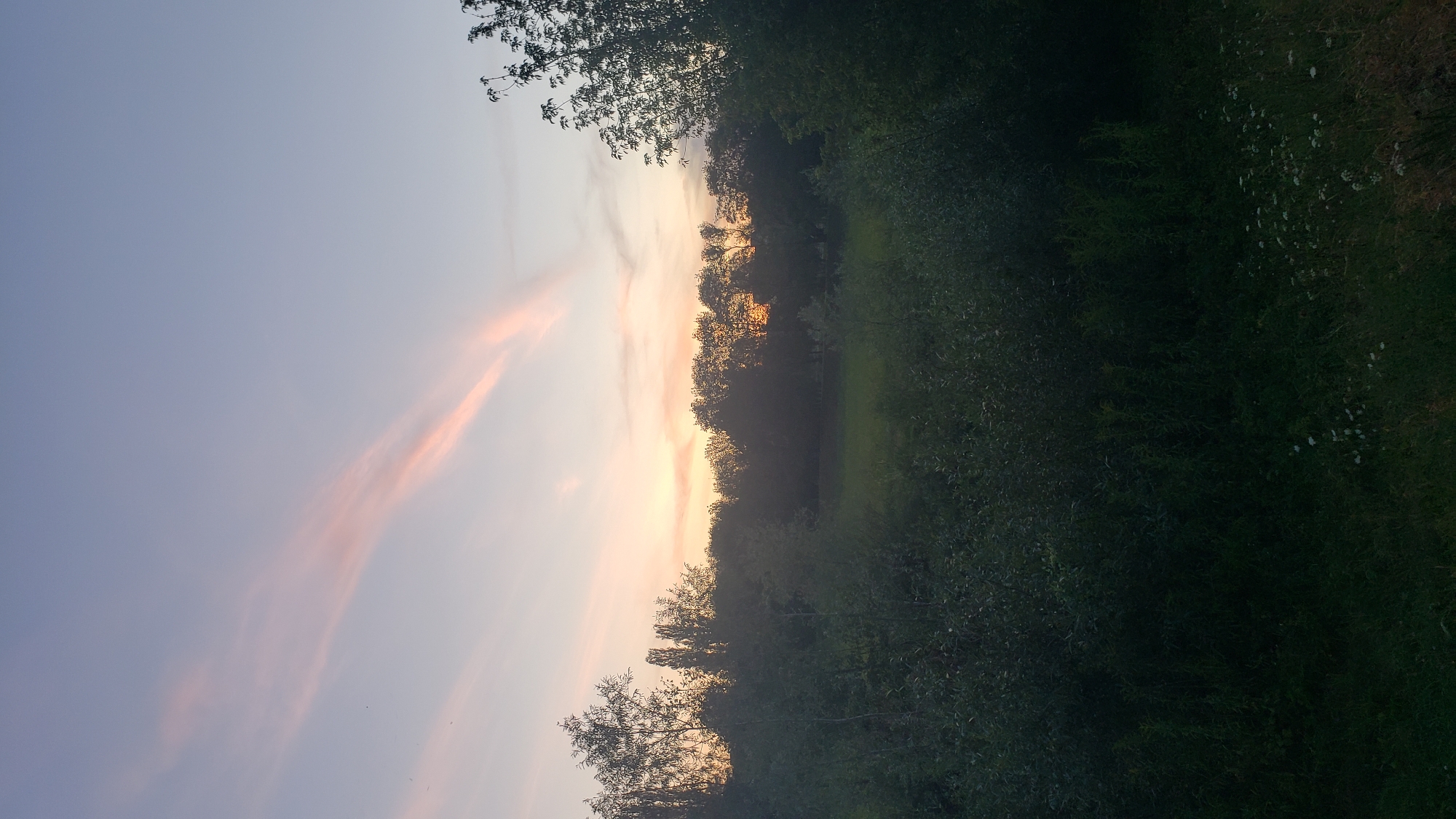 The image depicts a tranquil outdoor scene, likely at dusk or dawn, with a soft pastel sky and a silhouetted treeline. A few wispy clouds are illuminated with a rosy hue, suggesting the sun is low on the horizon. The foreground is dominated by dense, dark green foliage, which transitions into a lighter green open field or meadow in the mid-ground. The overall impression is one of natural serenity. The specific location in Prešov, Slovakia cannot be determined from the visual information provided. There are no people, animals, or specific man-made objects visible that would aid in pinpointing the exact location.