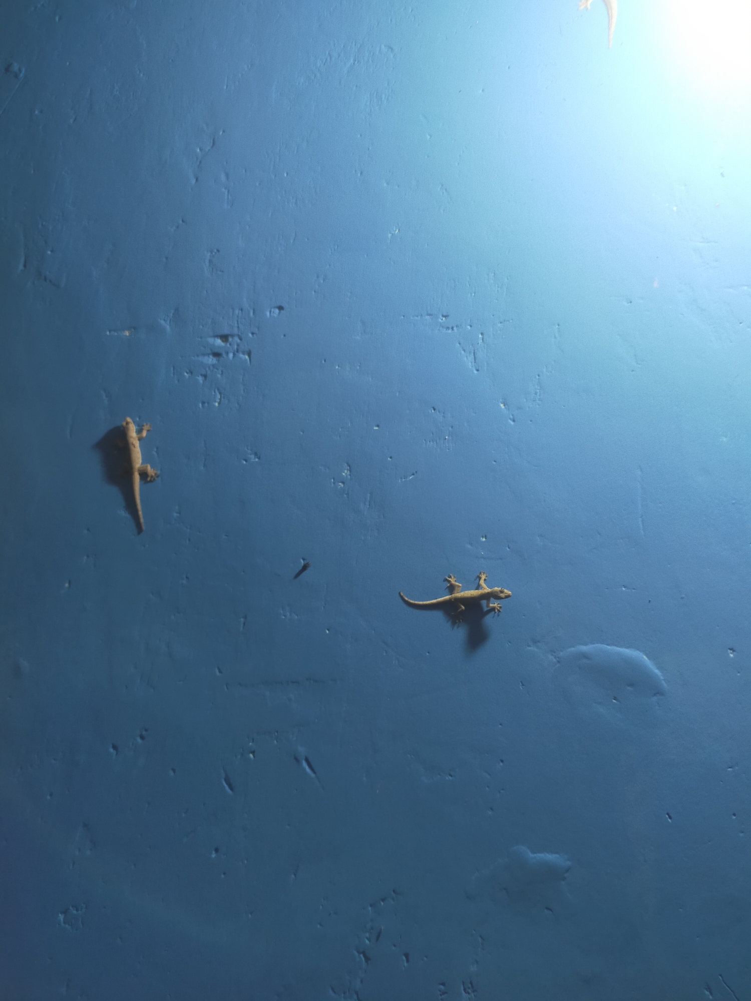 Two geckos are on a textured blue wall. One gecko is on the left side of the image, facing upwards with its body angled towards the left. It appears to be clinging to a slightly raised, darker patch on the wall. The second gecko is on the right side of the image, facing left, with its body parallel to the wall. It has its legs spread out, appearing to walk or rest on the blue surface. The wall has a slightly uneven texture with some lighter patches and indentations. In the upper right corner, a bright light source is visible, casting a glare on the wall. The lighting suggests the image was taken indoors or in a shaded area with a strong light source from above and to the right. There are no people or any other visible objects or signs indicating a specific location in Pagerbarang, Indonesia.