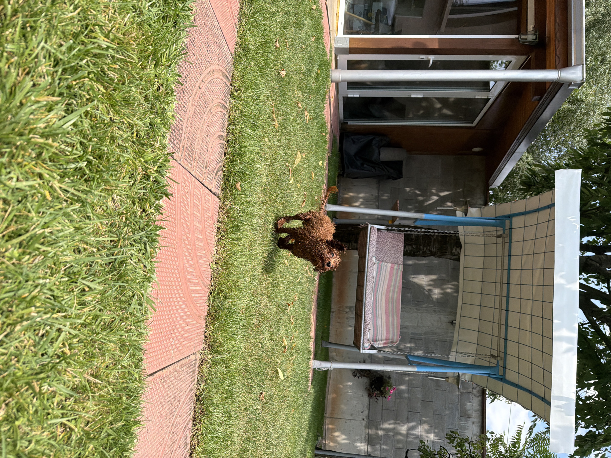 This image captures a sunny day in a backyard in Sofia, Bulgaria. In the foreground, a small, wet, brown dog with curly fur is running on a lush green lawn. The lawn is dotted with a few fallen leaves. A textured, reddish-brown paved path with a circular pattern is visible along the bottom edge of the frame. In the middle ground, a white and blue swing set with a striped cushion is positioned on the grass. Behind the swing set, a wall made of grey cinder blocks forms the backdrop. To the left, a small wooden building with a dark brown exterior and large glass doors is situated. The building has a grey metal gutter and downspout. Trees with green foliage are visible in the background, with a clear blue sky peeking through.