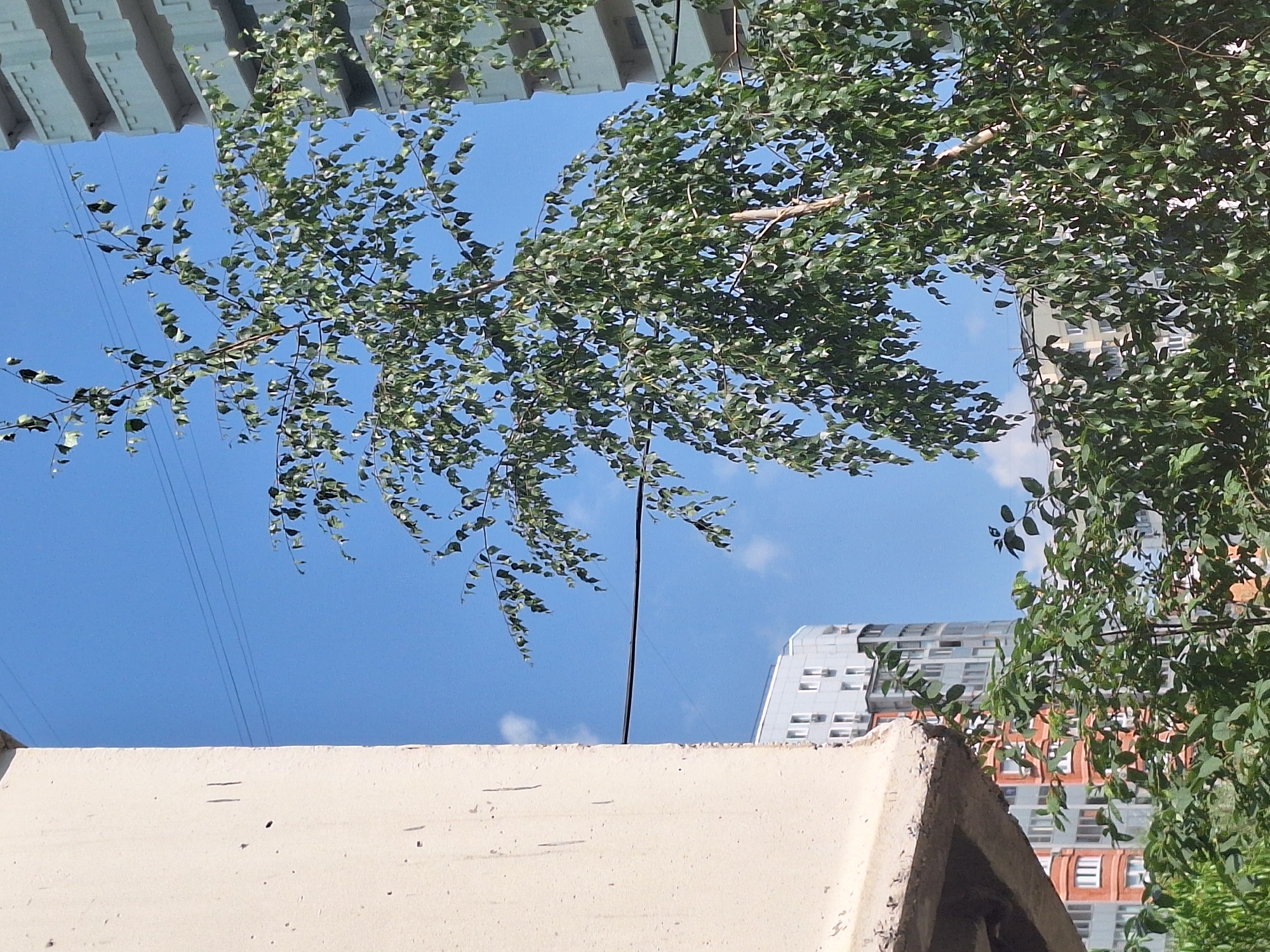 In an outdoor urban setting in Khimki, Russia, a partially visible light-colored concrete structure occupies the left side of the frame, casting a shadow. The background is dominated by a clear blue sky with a few white clouds. A tall tree with abundant green leaves stands in the mid-ground, its branches reaching across the sky. Behind the tree, to the right, a light teal-colored multi-story building with repeating balconies is visible. Further in the background, a curved building with a grey facade and many windows can be seen, as well as a residential building with a reddish-orange facade. Power lines are strung across the sky. The bottom portion of the image shows more green foliage from lower trees and bushes.