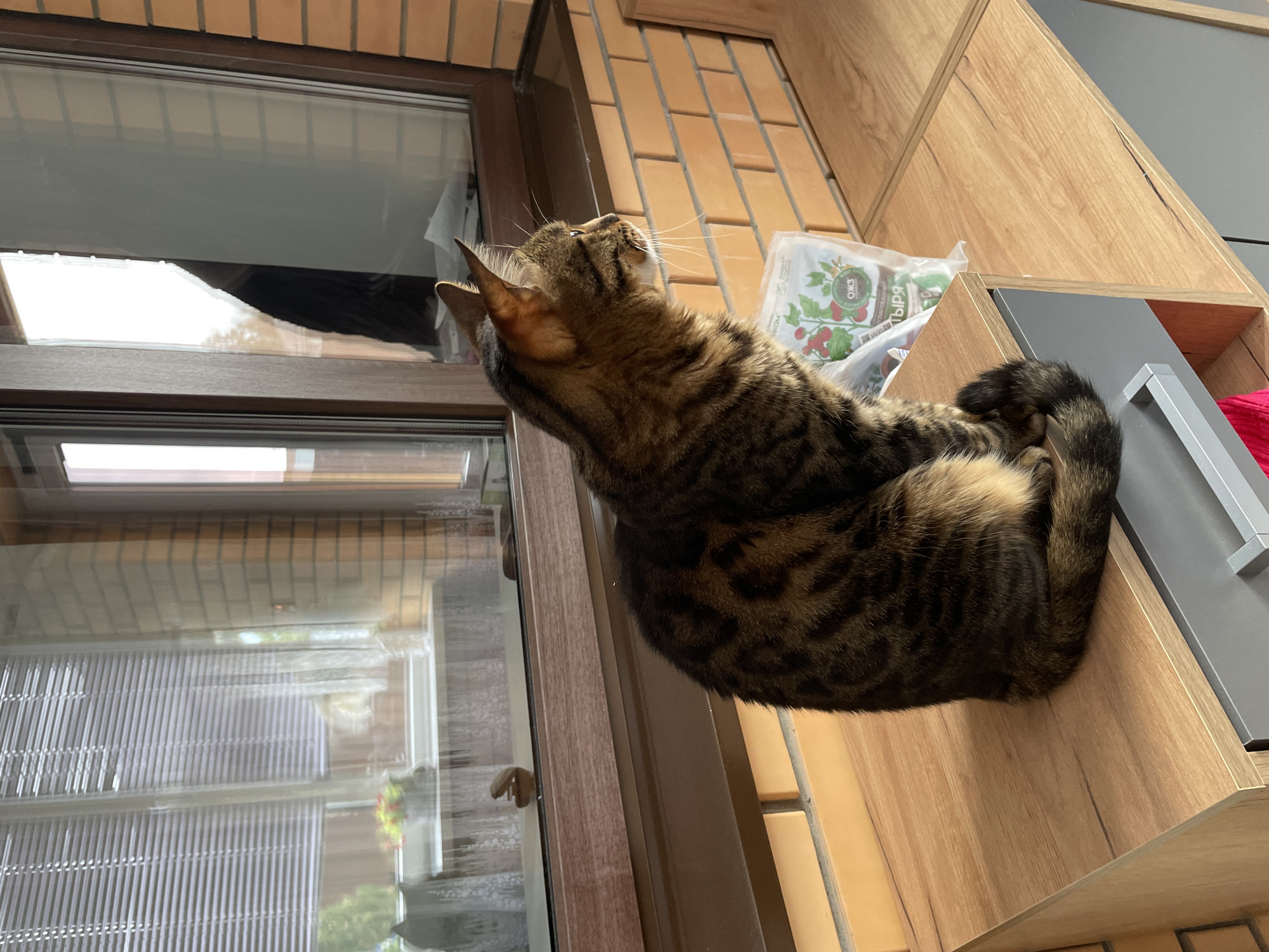 A brown tabby cat is curled up on a wooden shelf next to a window. The window is framed in brown trim and has horizontal blinds visible through the glass. The cat is looking upwards. Behind the cat is a brick wall and part of a package. The shelf is part of a unit with light wood grain and a gray section with a silver handle. The location is Лесной Пейзаж Кп (шарапово, Russia.