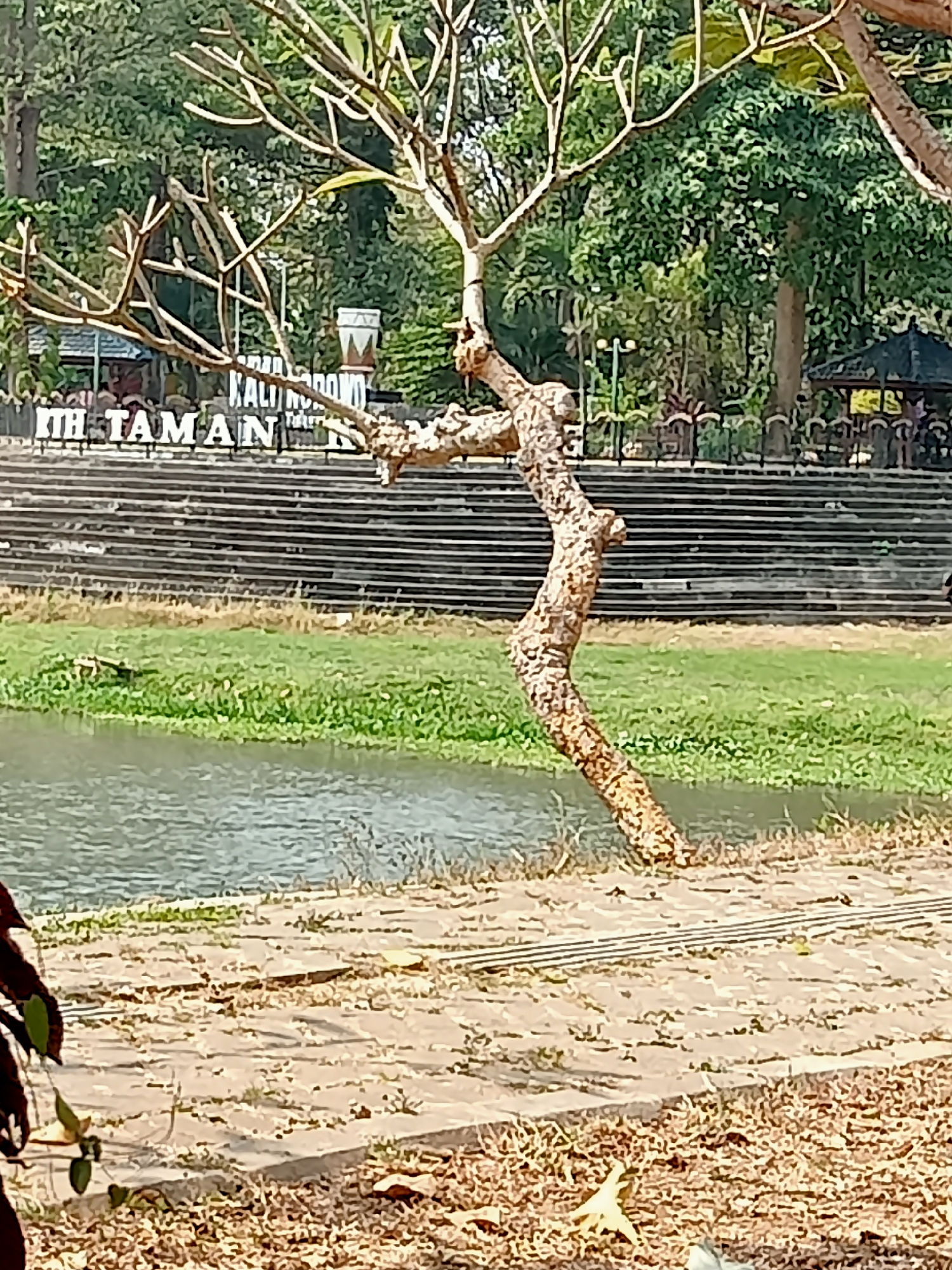 The image shows a dry, leafless tree in the foreground, its gnarled trunk curving towards the right. Behind the tree, a body of water is visible, bordered by a grassy bank and a paved area. Further in the background, a set of tiered stairs leads up to a structure with the words "ITH TAMAN" inscribed on it, suggesting it is the entrance to a park. The area appears to be a public space with trees and some covered seating areas visible in the distance.