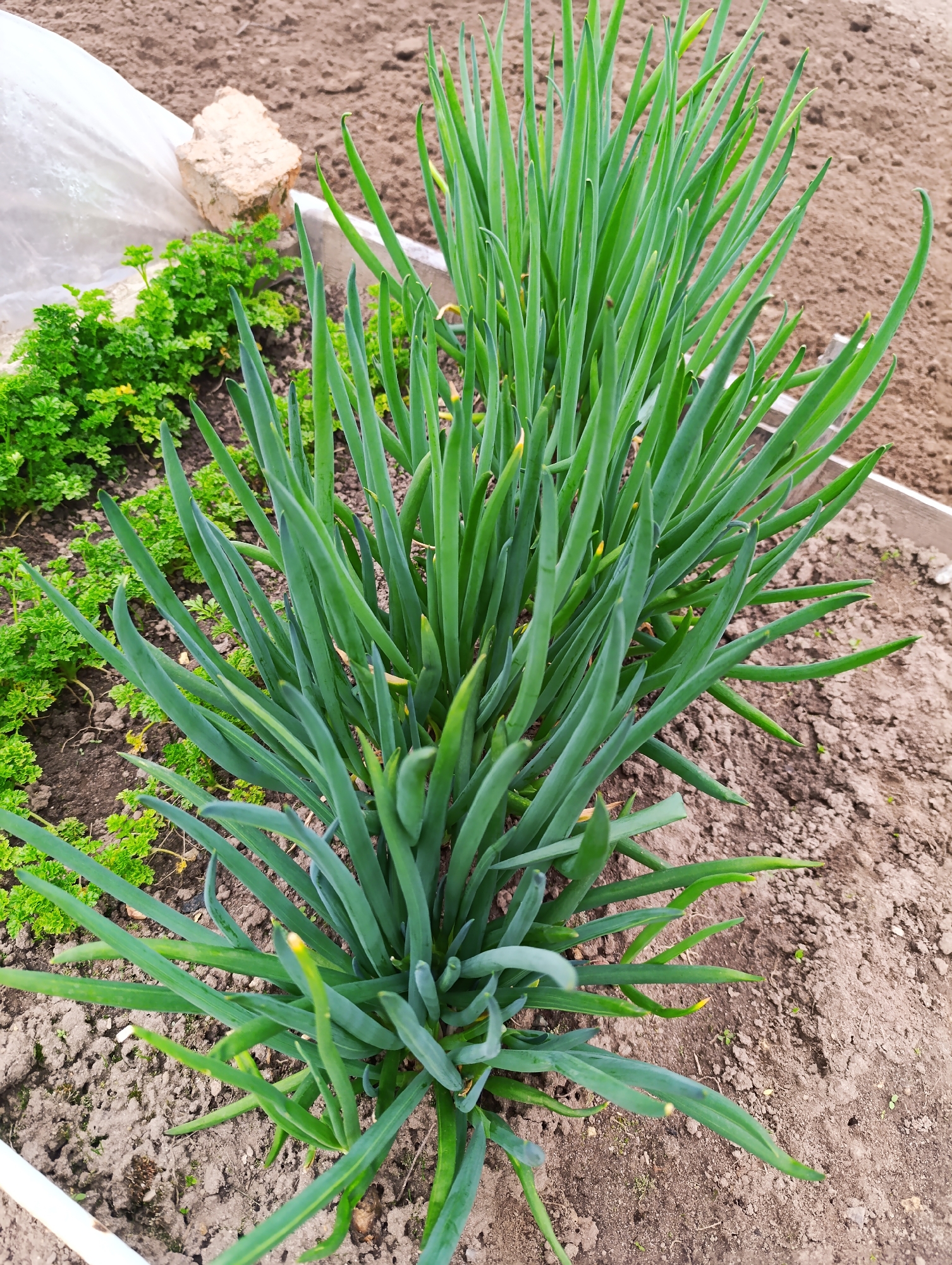 The image shows a garden bed containing green onion plants and parsley. The onions are arranged in two rows, their long, cylindrical leaves standing upright. The parsley is located in the left side of the garden bed, near a brick and a plastic covering. The soil in the garden bed is dark and rich, while the surrounding area consists of lighter brown soil. A white border surrounds the garden bed. The location is in an unknown city and region.