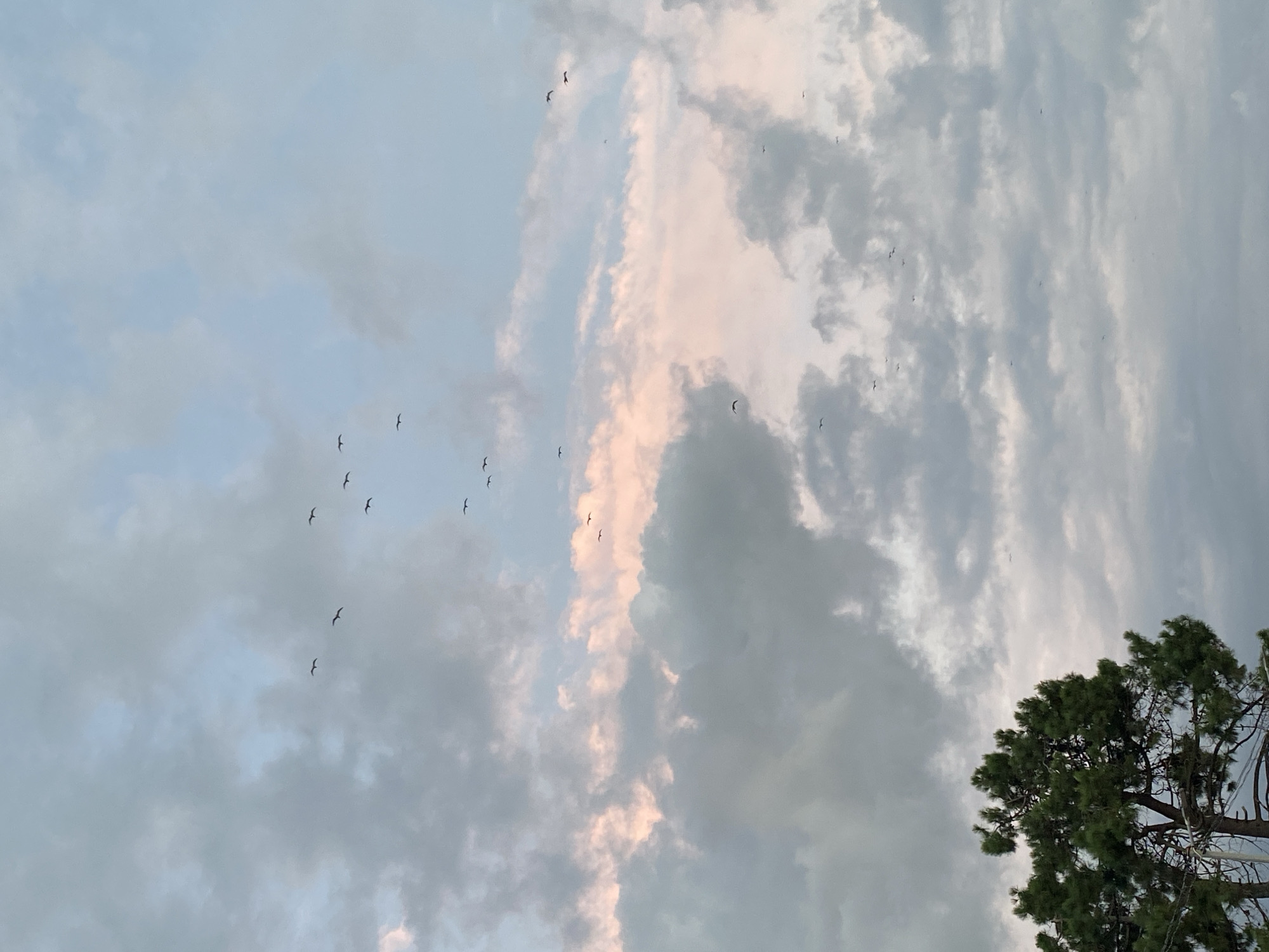 In Ureki, Georgia, a flock of birds is captured mid-flight against a cloudy sky with hints of pink from the setting sun. The birds are small dark silhouettes, scattered across the frame in various formations. The clouds are a mix of grey and white, with some areas illuminated by soft pink light. In the lower left corner, the top of a green pine tree is visible, its branches reaching upwards towards the sky. The scene is peaceful and evocative of nature's beauty.