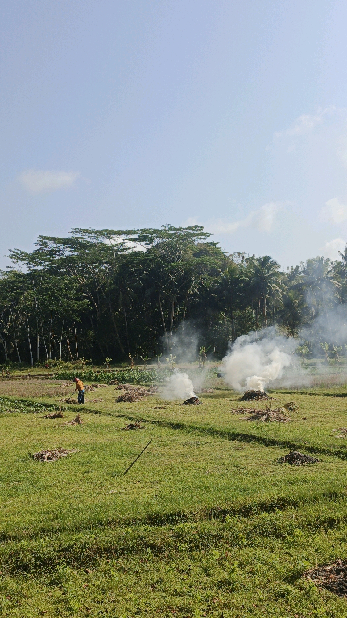A wide shot shows a person in an orange shirt and blue pants working in a green field under a clear sky. The field has several piles of dried vegetation, with smoke rising from some of them, indicating burning. In the background, a dense line of trees with lush green foliage forms a natural border. The overall scene depicts agricultural activity in a rural area, possibly Desa Batukaras, Indonesia, given the context.