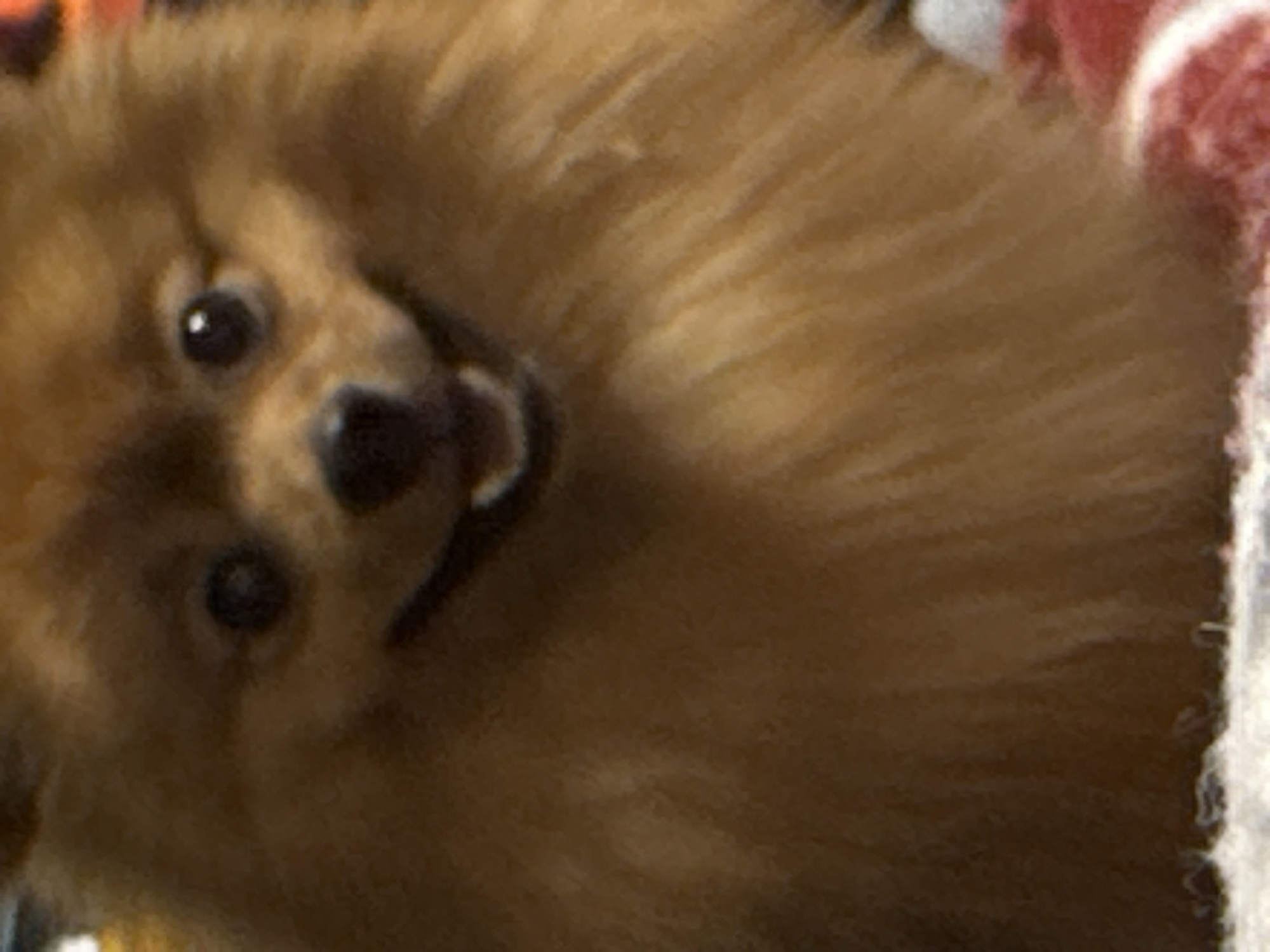 A close-up, slightly blurry image features a brown Pomeranian dog with a black nose and dark eyes, looking at the camera with its mouth slightly open, suggesting a smile. The dog is partially surrounded by fuzzy, patterned material in shades of white and red. The location is unknown; Khimki, Russia, cannot be verified from the image.