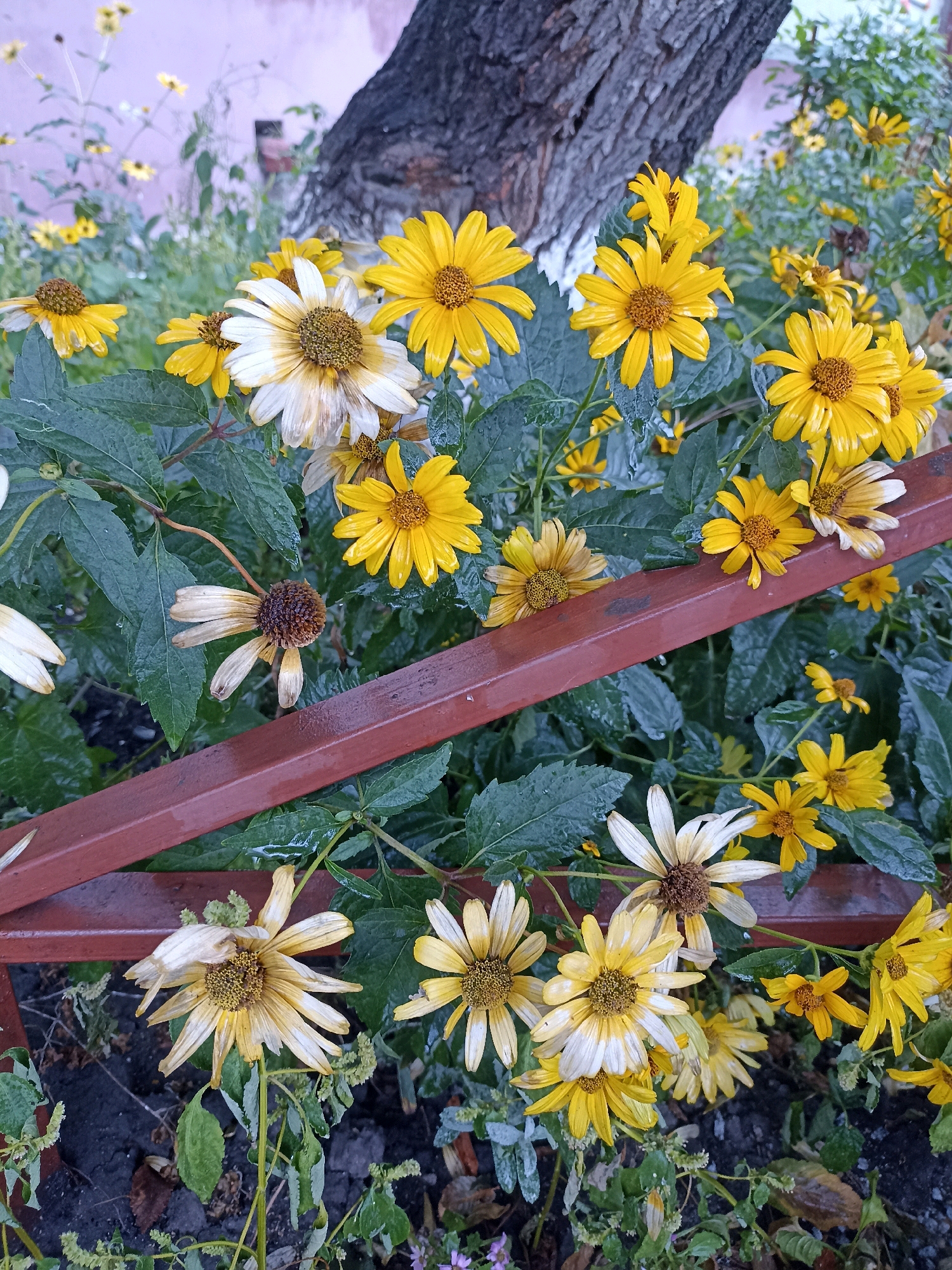 In an outdoor setting in an unknown city, a close-up shot focuses on a cluster of yellow and white daisy-like flowers in various stages of bloom and decay. The flowers have yellow petals, some with white tips, and brown centers. They are interspersed with lush green leaves, some of which appear wet, suggesting recent rain. A dark brown, weathered railing or fence crosses diagonally through the midground, partially obscuring some of the flowers and foliage. In the background, the rough, grey bark of a tree trunk is visible, along with more greenery and a soft-focus pinkish-purple wall. The ground beneath the flowers is a dark, rich soil, with scattered dry leaves and debris. The lighting is soft and diffused, casting no harsh shadows.