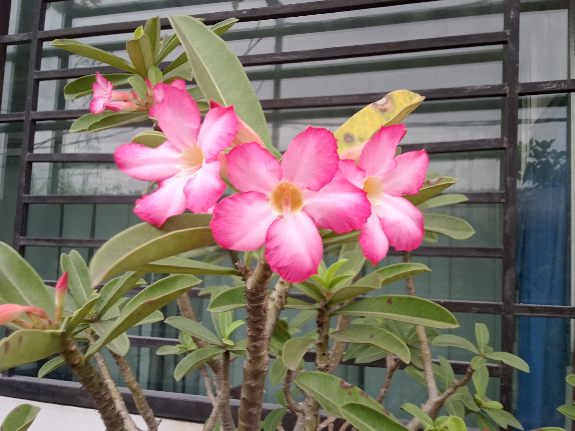 This image depicts a close-up view of desert rose flowers with pink petals and green leaves, set against a background of a window with horizontal black bars. The plant is in bloom, with several flowers in various stages of opening. The environment appears to be outdoors, possibly on a balcony or near a window in a residential or commercial area. The lighting suggests it is daytime. The image was taken in Sunggal, Indonesia.