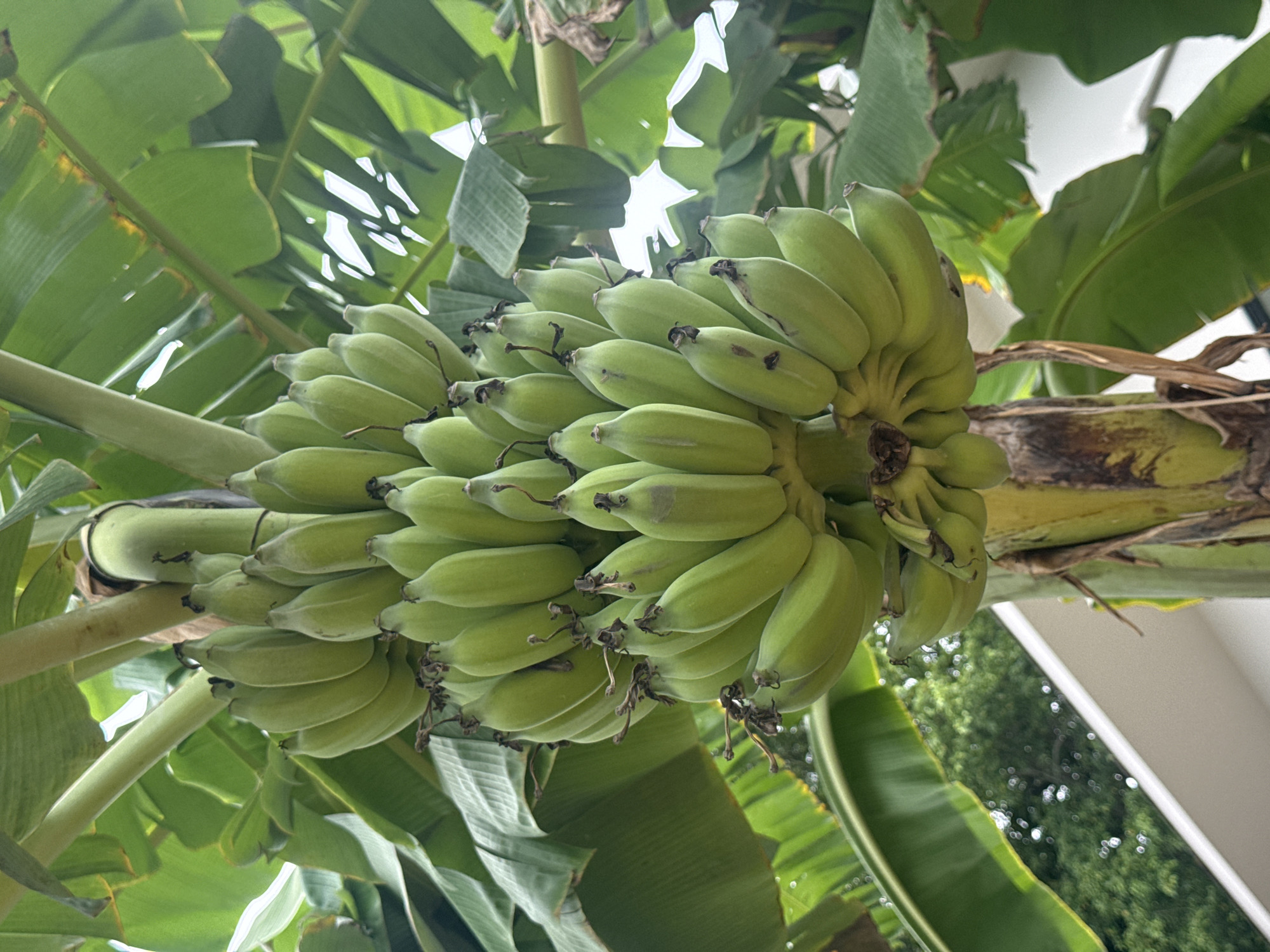 A bunch of unripe, green bananas hangs from a banana tree. The bananas are tightly clustered, with some appearing slightly bruised. The tree's large, green leaves surround the fruit, some of which are slightly damaged or discolored. The background shows a blurry white structure, possibly a building, and out-of-focus green foliage, suggesting an outdoor environment. The image appears to be taken in Baan Lamai, Thailand, a tropical location conducive to banana cultivation.