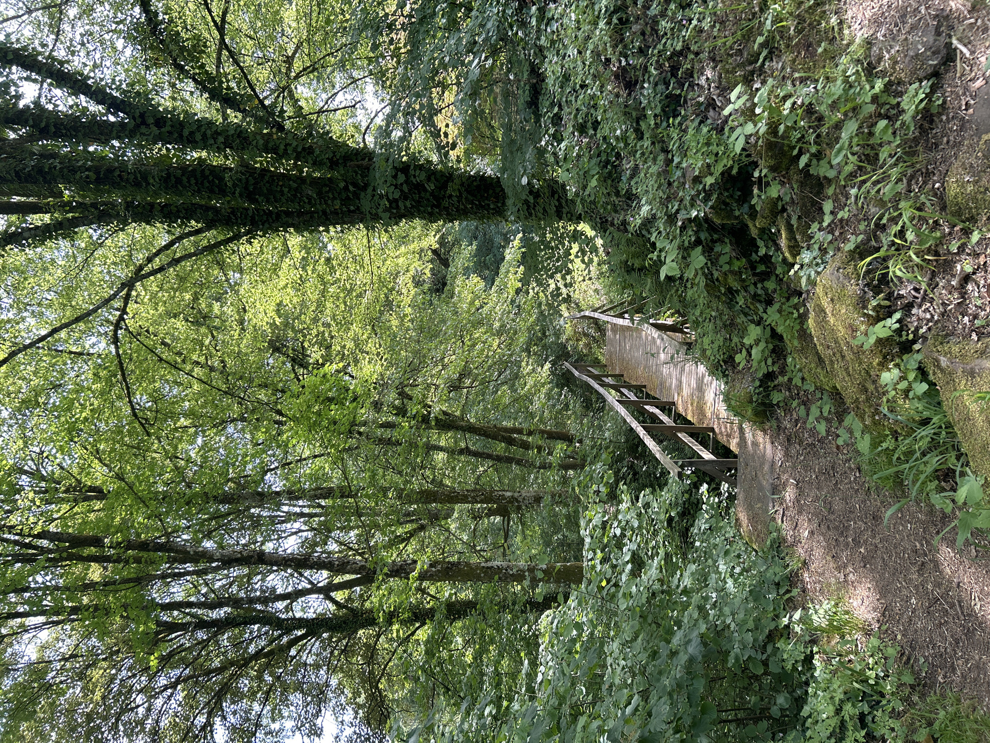 The image depicts a path leading to a wooden bridge in a heavily wooded area. The trees are lush and green, with some covered in vines. The path is dirt and appears well-worn. The bridge has wooden railings. The location is Eberbach, Germany.