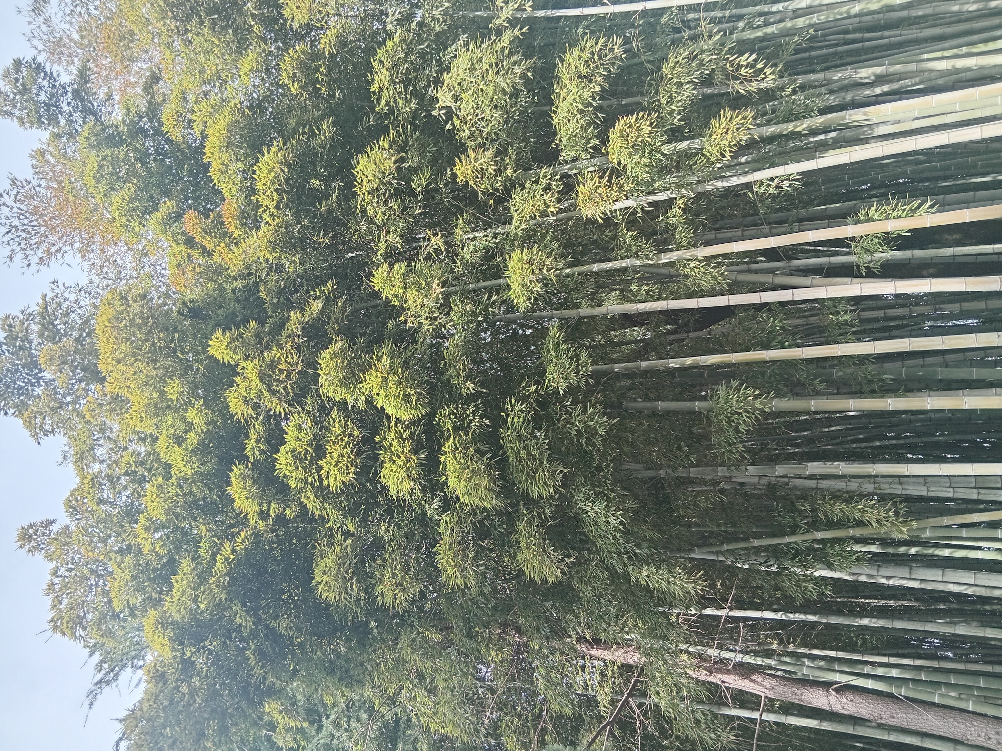 The image shows a bamboo forest. The scene is a stand of tall, thin bamboo stalks reaching upwards, covered in clusters of dense, green leaves. There is an area of green trees adjacent to the bamboo, possibly a natural area, within an arboretum or park. Considering the location within Batumi, Georgia, it's likely the Batumi Botanical Garden. The image is taken from a low angle, looking up into the canopy. The overall impression is one of dense foliage and natural greenery.