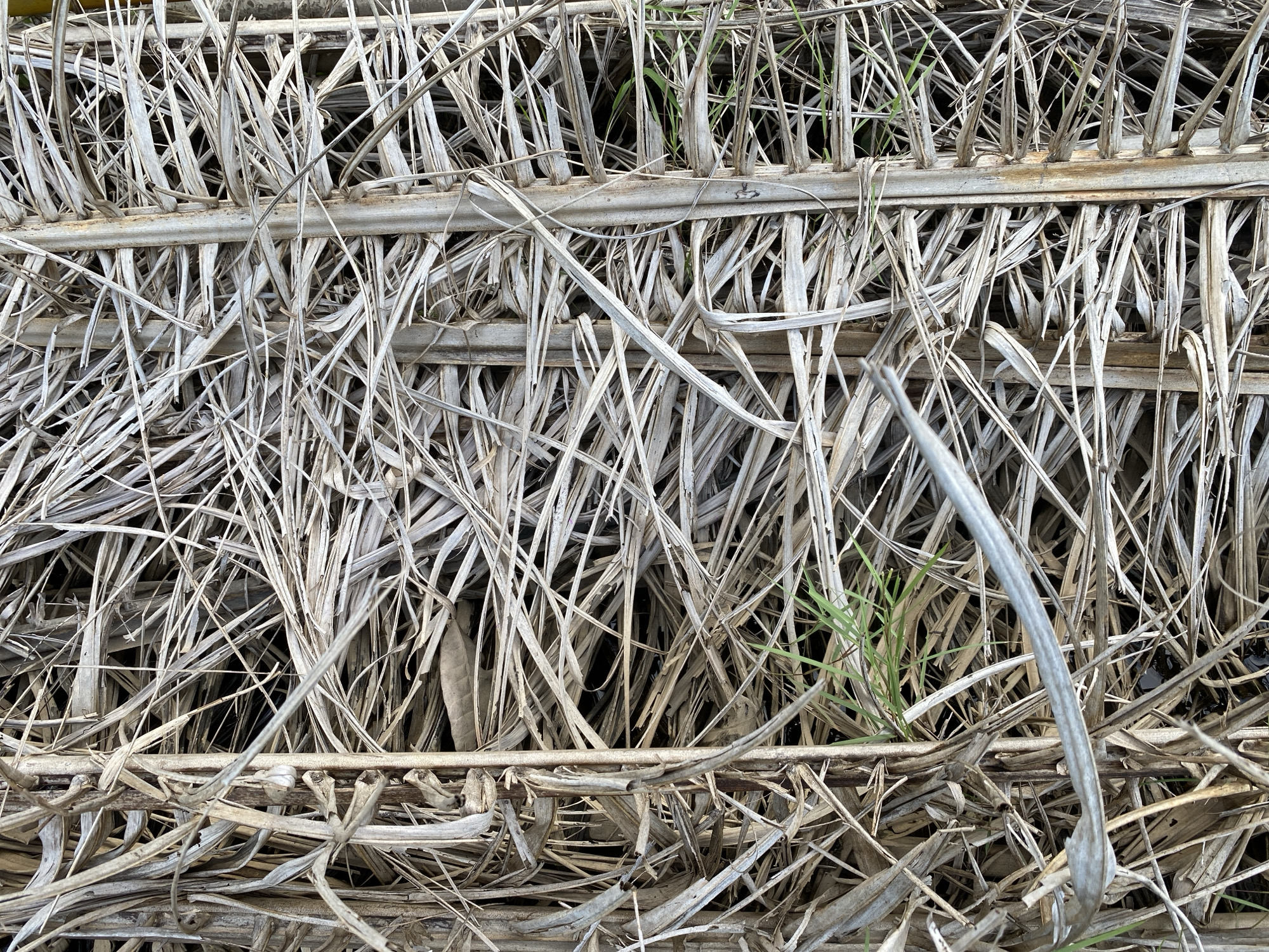 The image shows a close-up, overhead view of dried palm fronds interwoven with vertical palm stalks, creating a dense, textured surface. Some green grass shoots are visible at the bottom and right side of the frame, suggesting an outdoor environment. The scene is devoid of any people or discernible actions. The setting is consistent with vegetation found in a tropical or subtropical region, such as Ko Siboya, Thailand, where palm trees are abundant. The lighting suggests it is daytime.
