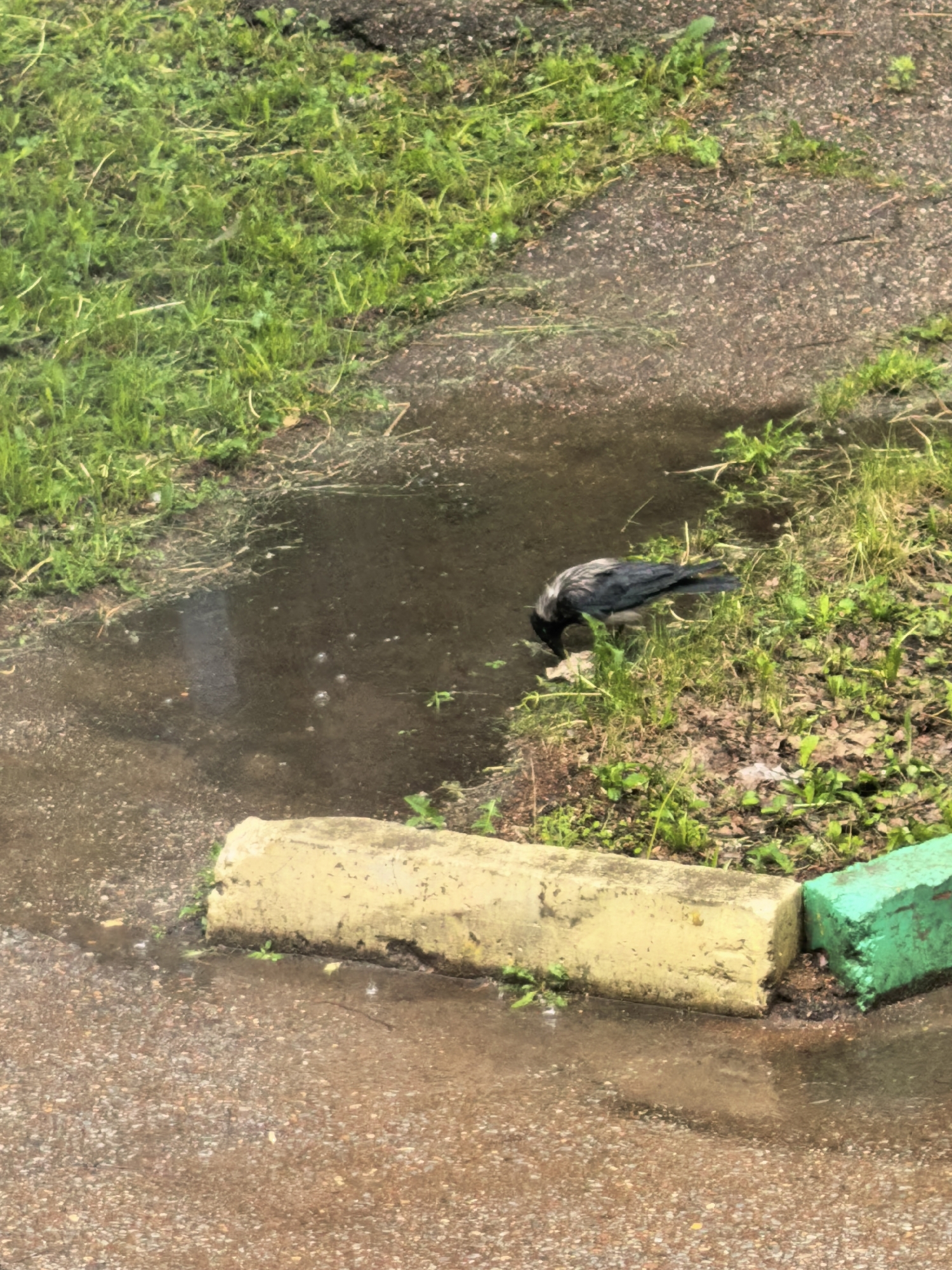 The image shows a wet urban scene, likely in Sterlitamak, Russia, featuring a bird (possibly a crow) at the edge of a puddle. The bird is dark grey/black with light grey feathers on the nape of its neck and is angled toward the water, seemingly drinking or foraging. The puddle sits between a sidewalk or paved area and a patch of green grass and weeds. A yellow and a green painted curbstone section the edge of the paved area. There are small bubbles visible in the puddle. The paved area is textured and slightly damp.
