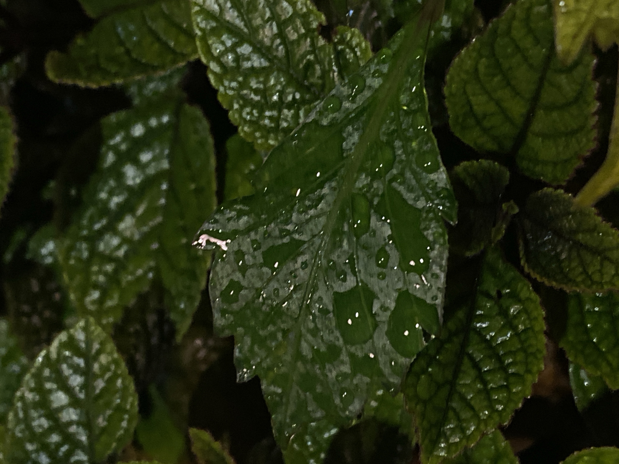 The image is a close-up shot of lush green leaves, some with water droplets on their surfaces. A tiny figure, appearing to be a miniature person, is perched on one of the leaves. The leaves are textured with visible veins and have a slightly crinkled appearance. The background is dark and out of focus, emphasizing the detail of the leaves and the small figure. The scene appears to be in a natural, possibly damp environment. The location in the city of Balashikha, Russia is not discernable from the image.
