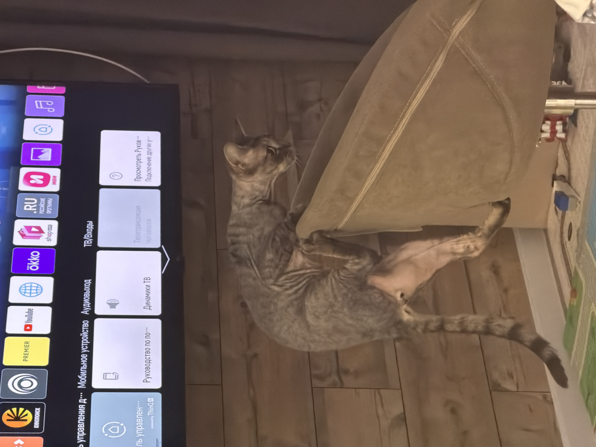A short-haired cat with a distinct tabby pattern, possibly a Sphynx or similar breed, is playfully stretching or rolling on a light wooden floor. Its head and front paws are extended upwards, interacting with a beige upholstered piece of furniture, likely a sofa armrest or a beanbag. The cat's body is partially visible, showing its striped tail and one extended hind leg.
To the left, a large flat-screen smart television displays its home menu interface in Russian. Prominent app icons include YouTube, PREMIER, okko, KINOPOSK, shop, Иви (Ivi), and an icon for ".RU РОССИЙСКИЕ ПРОГРАММЫ" (Russian Programs). Menu categories such as "ТВ/Входы" (TV/Inputs), "Мобильное устройство" (Mobile device), and "Аудиовыход" (Audio output) are visible. Specific menu options include "Просмотреть Руков..." (View Guide...), "Подключение других у..." (Connecting other d...), "Телетрансляция" (TV broadcast), "Динамики ТВ" (TV speakers), and "Руководство по по..." (Guide to...). There's also a "Панель управлен..." (Control panel...) option, likely part of an LG ThinQ smart home system, as "by ThingQ" is partially visible.
The scene depicts a cozy indoor setting, possibly a living room, with warm, artificial lighting. A white cable is visible near the top left of the television. In the far right background, part of a colorful mat, possibly for children, and some wires are faintly visible. The overall impression is a domestic scene of a pet at play within a modern home.
Location context: Prikamskii, Russia.