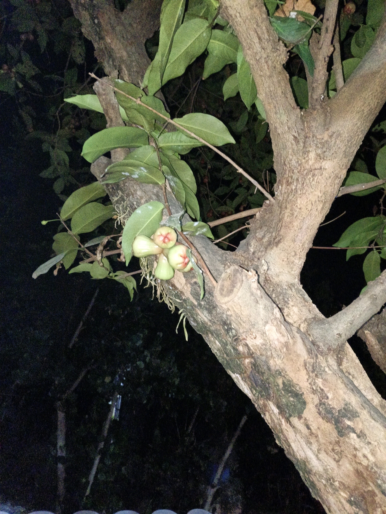 This is a close-up, low-light photograph of a tree trunk with fruit and leaves. The tree appears to be in a natural setting, possibly a garden or park, given the presence of other trees and foliage in the background. The tree trunk is rough and textured, with patches of moss or lichen. Several clusters of light green, bell-shaped fruits hang from a branch. The leaves are elongated and a deep green color. The background is dark and out of focus, suggesting it is nighttime or a heavily shaded area. No people or man-made structures are clearly visible in the immediate vicinity, though a hint of a fence or wall can be seen at the very bottom of the frame. The image quality is somewhat grainy due to the low light conditions.