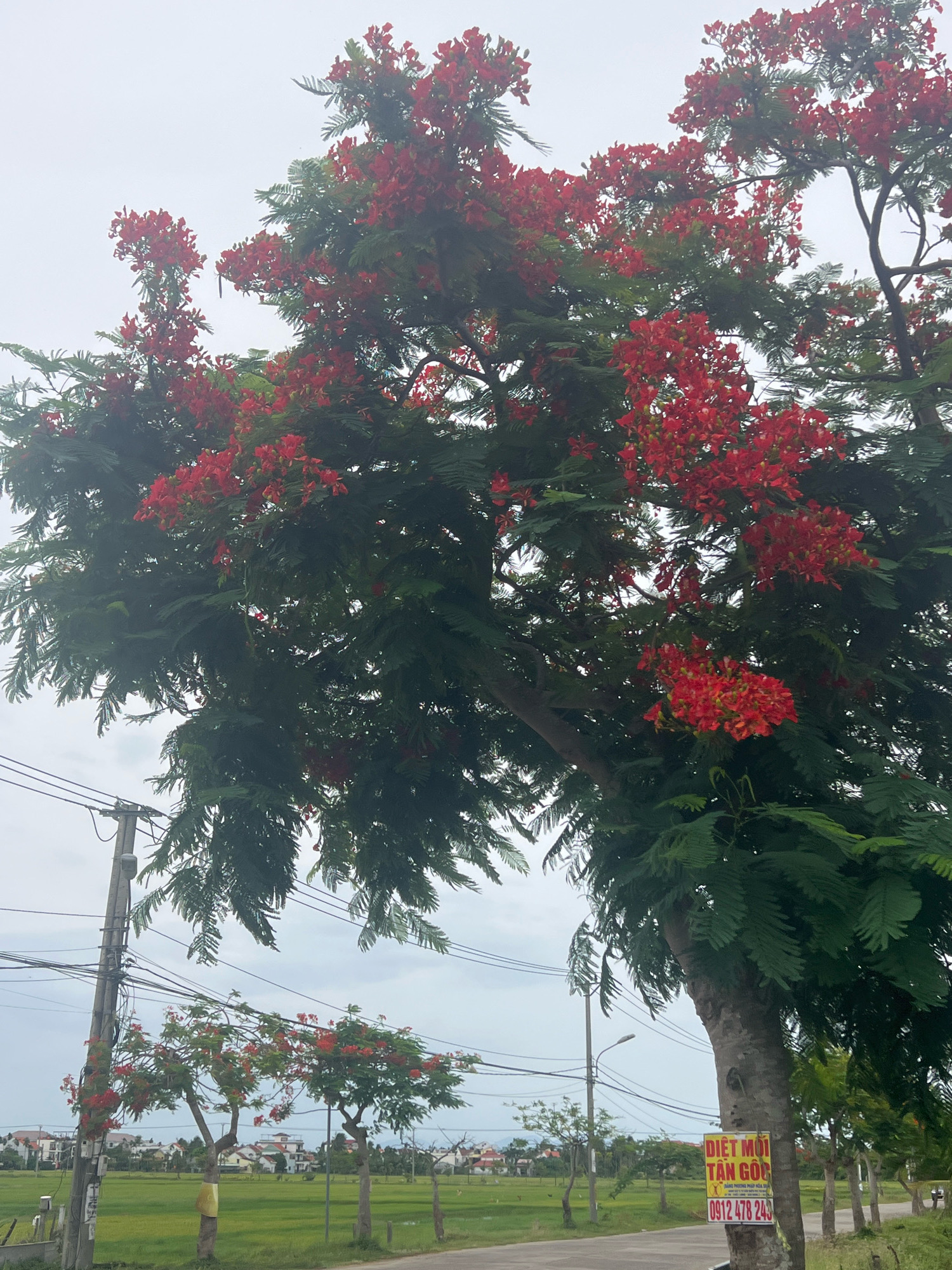 The image captures a flowering tree, likely a Royal Poinciana, in full bloom with vibrant red flowers and green foliage. The tree is positioned on the right side of the frame, its branches extending towards the top. In the background, a cloudy sky dominates, with a faint hint of hazy horizon.
Below and to the left of the large tree, smaller trees with similar red blossoms are visible, suggesting a line of flowering trees. A paved road runs across the lower part of the image, with a grassy field to the left. Various houses with red tiled roofs are scattered across the middle ground, indicating a semi-rural or suburban setting.
A utility pole with numerous wires stands prominently on the left side, near the edge of the road. On the trunk of the large tree on the right, a yellow and red sign is attached, displaying Vietnamese text and a phone number. The overall atmosphere is overcast, with diffused light. The location is identified as Hoi An, Vietnam.
