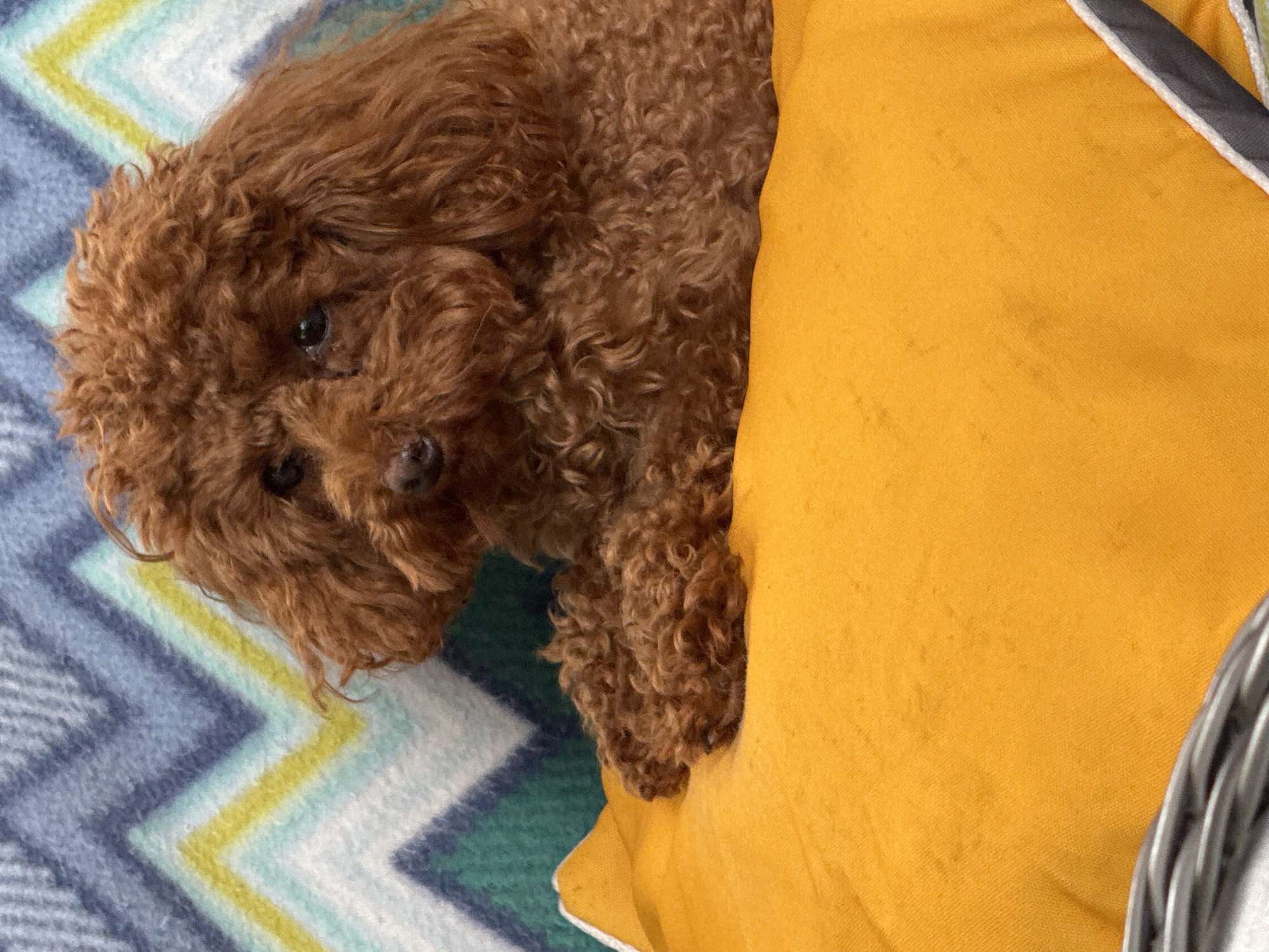 A toy poodle with reddish-brown curly fur is lying on an orange cushion. The poodle is looking directly at the camera with dark eyes and a dark nose. Its paws are resting on the cushion. Behind the poodle, a blanket with a chevron pattern in shades of blue, green, yellow, and white is visible. The environment appears to be indoors, possibly a living room or bedroom. There is no indication of the specific location being Bersenevka, Russia.