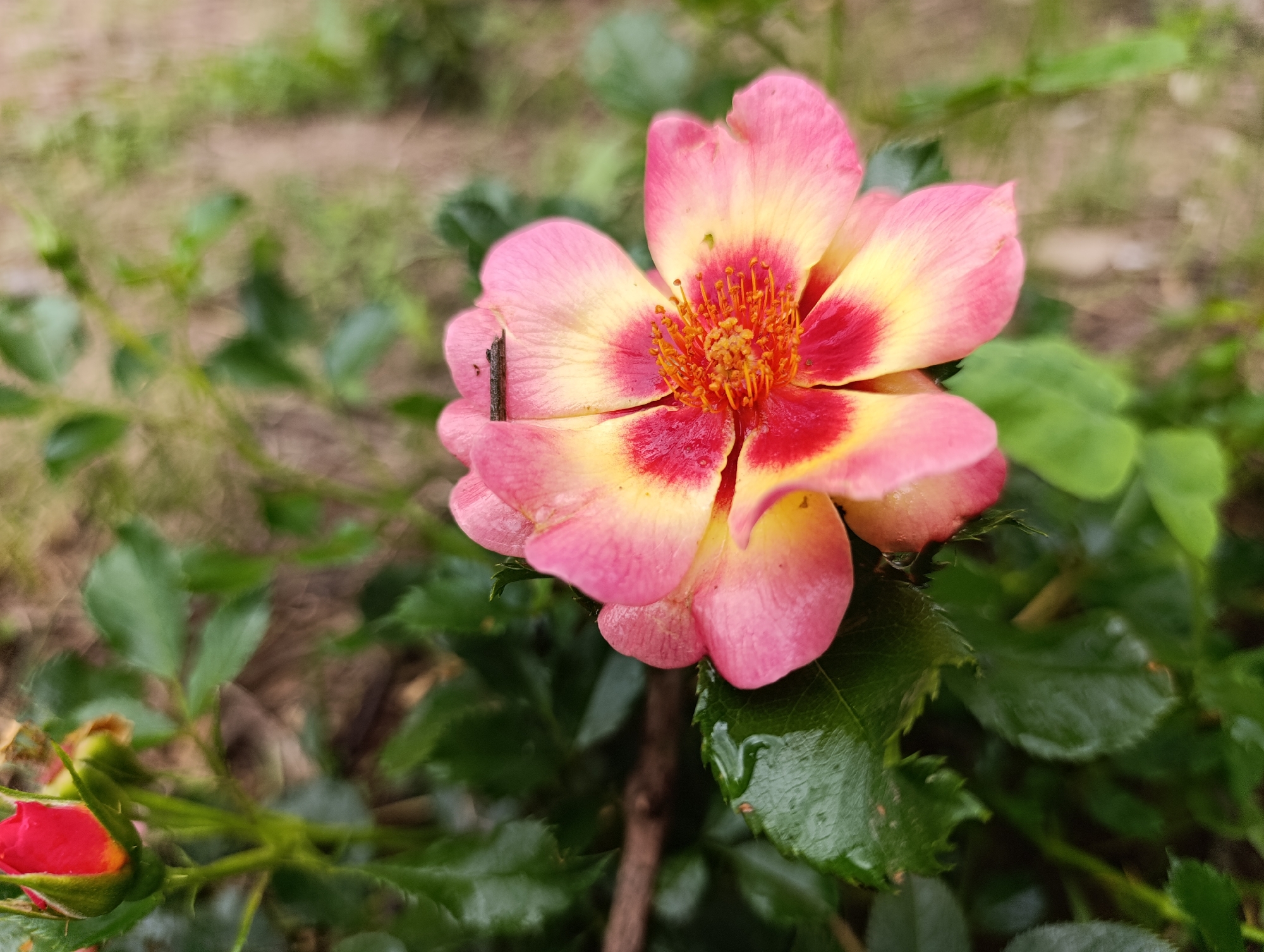 A close-up photograph taken in Nikolichevtsi, Bulgaria, focuses on a single, partially open, bi-colored flower, likely a rose, positioned slightly right of the frame's vertical center. The flower displays petals transitioning from a vibrant reddish-pink at its core to yellow, then fading to a softer pink at the edges. Its center features numerous bright orange-yellow stamens with visible anthers. A small, dark, elongated object, possibly a twig or dried insect, rests on a petal to the left. Small water droplets are visible on some petals and adjacent green leaves. In the lower-left quadrant, a red rosebud with green sepals is discernible amidst green foliage and thorny stems. The background is significantly blurred, showing indistinct green foliage and brownish ground. A dark, thin stem or branch is vertically visible behind the main flower.