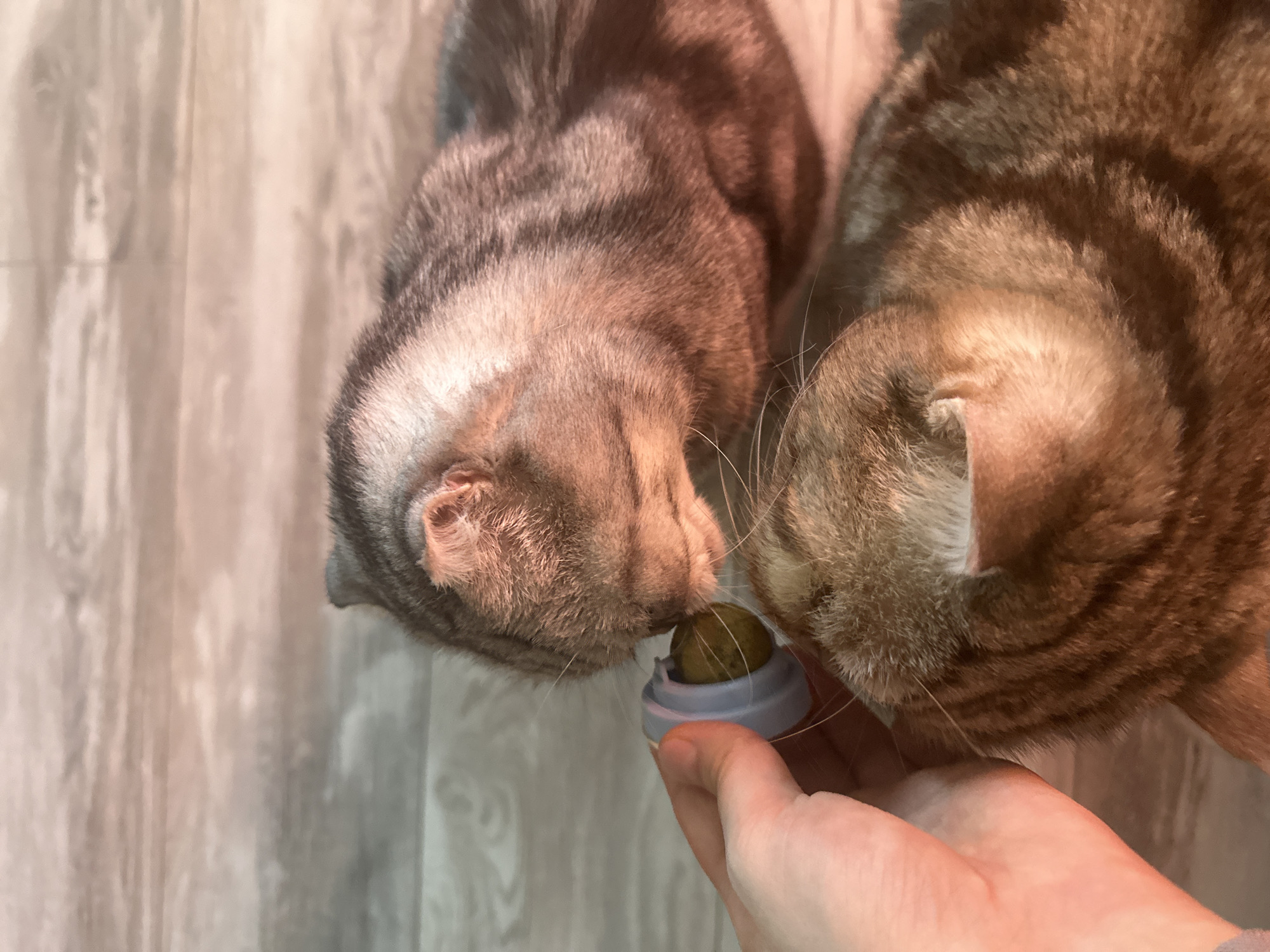 In Kazan, Russia, a person's hand holds a small, light blue dispenser with a greenish-brown ball inside. Two cats with striped grey and brown fur are positioned closely together, with one cat's head nuzzling the ball in the dispenser, and the other cat's head resting nearby. The cats appear to be domestic shorthairs with folded ears, typical of Scottish Folds. The background consists of a light-colored, wood-grained surface, possibly a floor or table, illuminated by warm lighting that casts a reddish hue on the scene. The interaction suggests the person is offering a treat or toy to the cats.