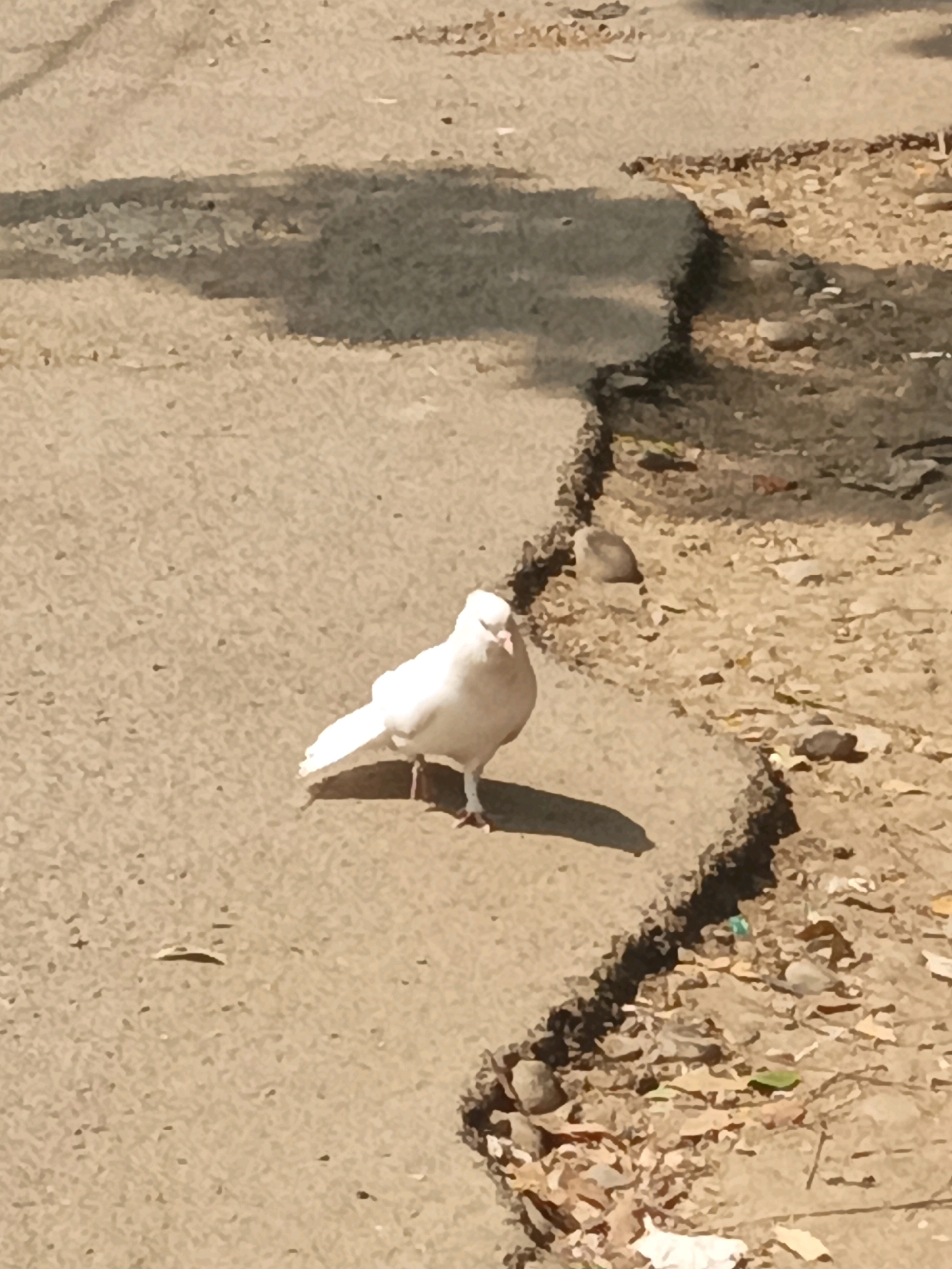 A white pigeon stands on a cracked concrete surface. The pigeon is facing the viewer and its head is slightly tilted. The concrete surface is textured with small stones and debris. There is a shadow cast by the pigeon on the concrete to its left. The background is out of focus and appears to be a dirt or gravel area with dry leaves and small stones. The scene appears to be an outdoor urban environment. The location is Subang, Indonesia.