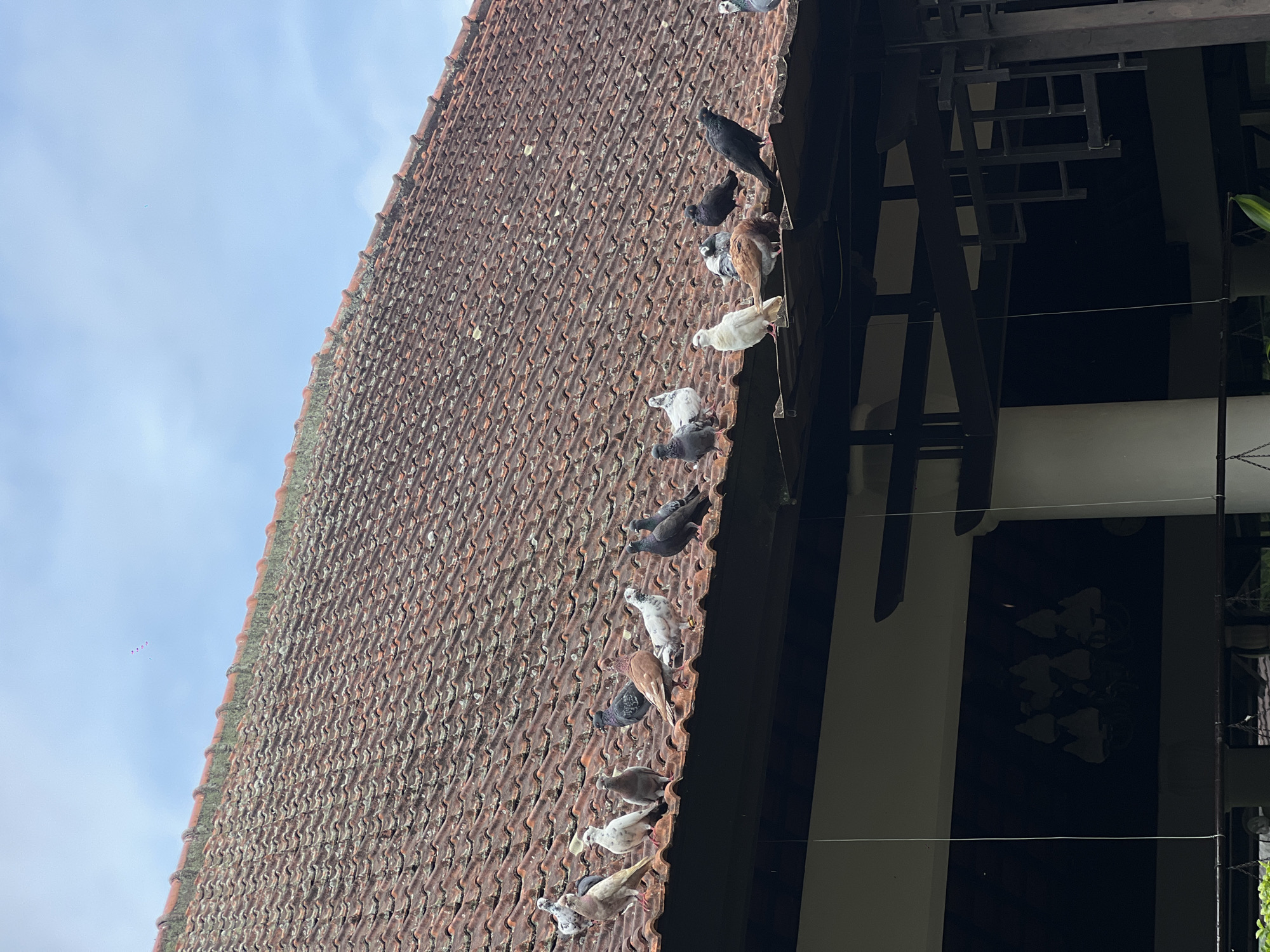 A downward-angled medium shot shows a weathered, terracotta-tiled roof that runs diagonally from the upper left to the center of the image. Along the lower edge of the roof, a line of pigeons rests. There are 13 pigeons, each distinguishable by their varied plumage. Their colors range from black and dark grey to white and light brown. To the right of the roof, a dark, shadowed structure made of wooden beams juts into the frame. This structure seems to be part of a building that adjoins the roof, obscuring the view of what lies further beyond. Above the roof in the upper left of the frame, the sky is visible. The sky appears to be a pale blue, lightly streaked with white clouds. Given the location of Pupuan, Indonesia, this could be a traditional Balinese structure.