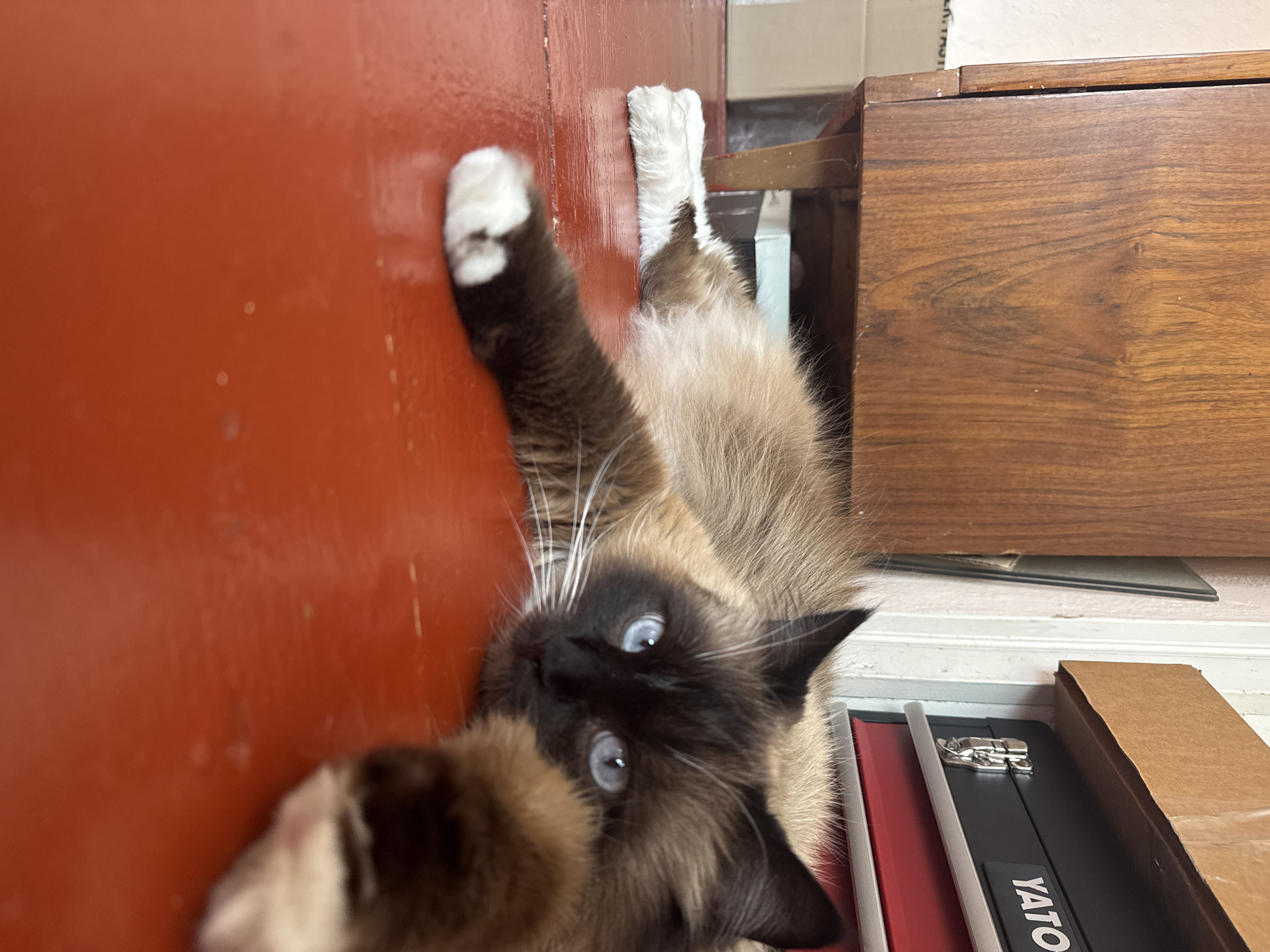An indoor, eye-level, medium shot captures a Siamese cat lying on a reddish-orange floor. The cat is positioned on its stomach, facing the camera with its head resting on the floor and its paws extended towards the viewer. Its fur is a mix of brown and cream, with darker brown points on its ears, face, and paws. The cat has striking blue eyes and white whiskers. In the background, a wooden cabinet is visible to the left, and a black toolbox with the "YATO" logo and red drawers is on a shelf to the right. The environment appears to be domestic.
