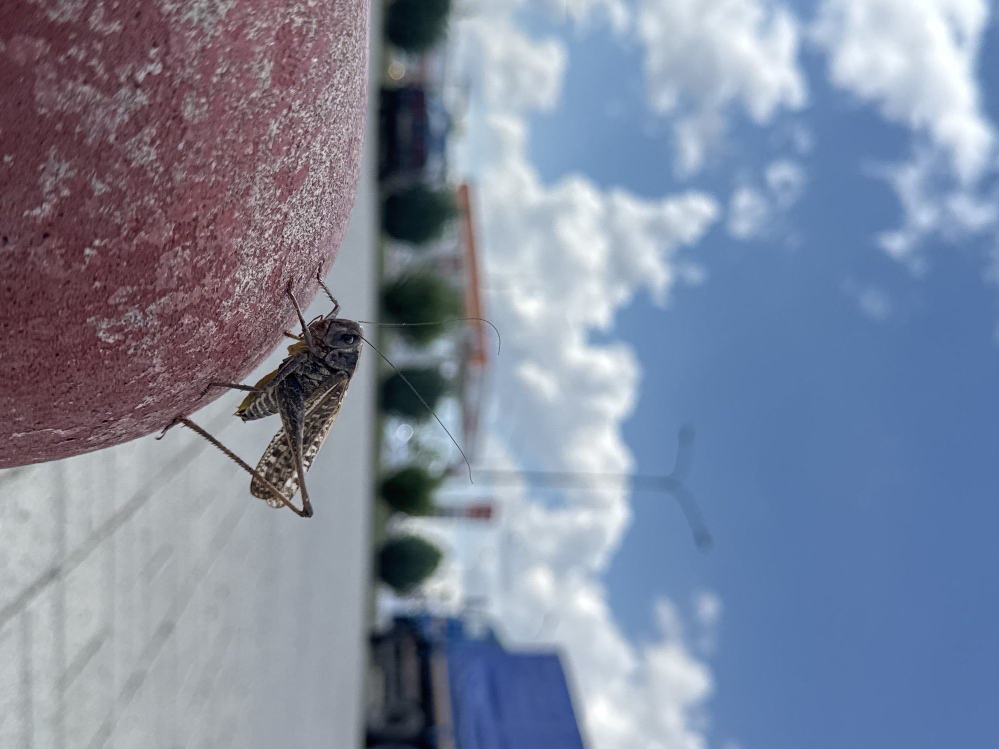 This is a close-up, vertically oriented photograph of a grasshopper clinging to the side of a textured, reddish-pink object, possibly a planter or a portion of a building. The grasshopper is positioned in the lower left quadrant of the frame, its body dark brown and patterned with lighter brown markings, and its long, segmented legs are clearly visible, gripping the surface. One of its hind legs is particularly prominent, showing intricate banding. The grasshopper's antennae extend upwards and to the right, disappearing out of the frame.
The background is a bright blue sky filled with fluffy white clouds. The horizon line is blurred and indistinct, but suggests an outdoor setting. Below the sky, a soft-focus band of green foliage, possibly trees, is visible, interspersed with hints of orange and white structures, suggesting urban or suburban development. A blurred blue structure is also visible in the lower right portion of the frame.
The lighting suggests it is daytime, likely a sunny day, given the brightness of the sky and clouds. The overall impression is one of a clear, pleasant day. There is no text visible in the image. The focus is clearly on the grasshopper and its immediate surroundings, with the background providing context of an open, outdoor environment. The image appears to have been taken from a low angle, looking upwards.