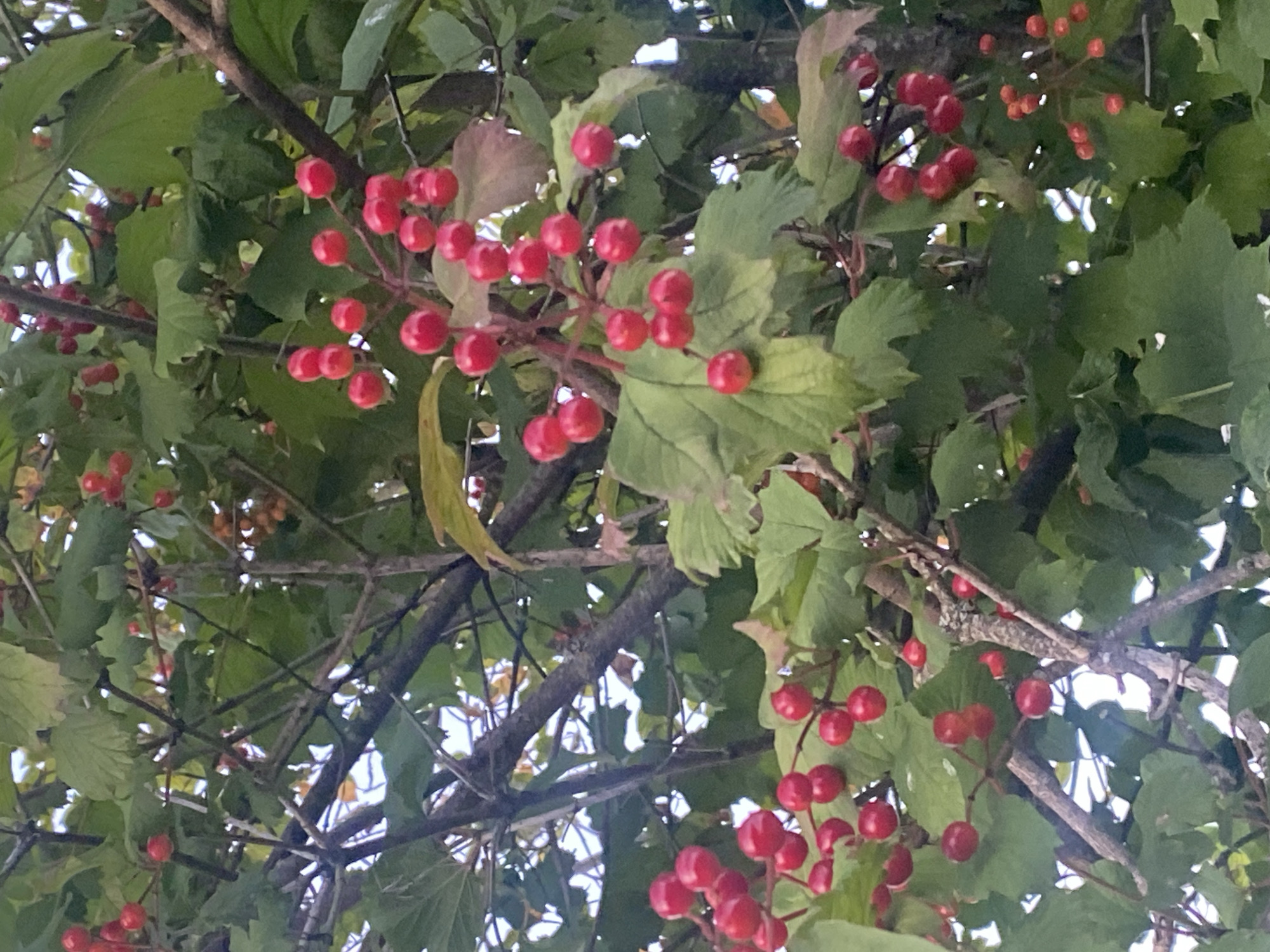 The image shows a close-up of a tree branch laden with clusters of bright red berries, set against a backdrop of green leaves and a partially obscured sky. The berries are spherical and glossy, some appearing singly and others in bunches. The branches are a mix of dark brown and gray, with some texture visible. The leaves are broad and somewhat serrated. The overall lighting suggests an outdoor scene, likely during the daytime. There are no people or animals visible in the image. The provided information states the location is the city of Krupki, Belarus, but this is not visually discernible from the image itself.
